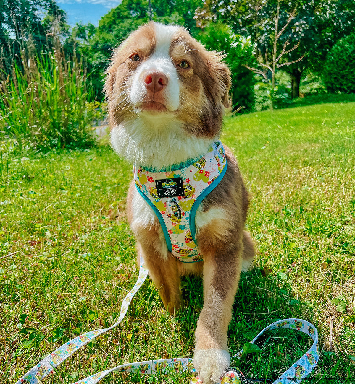 Dog Leash - SpongeBob SquarePants™ Bikini Bottom