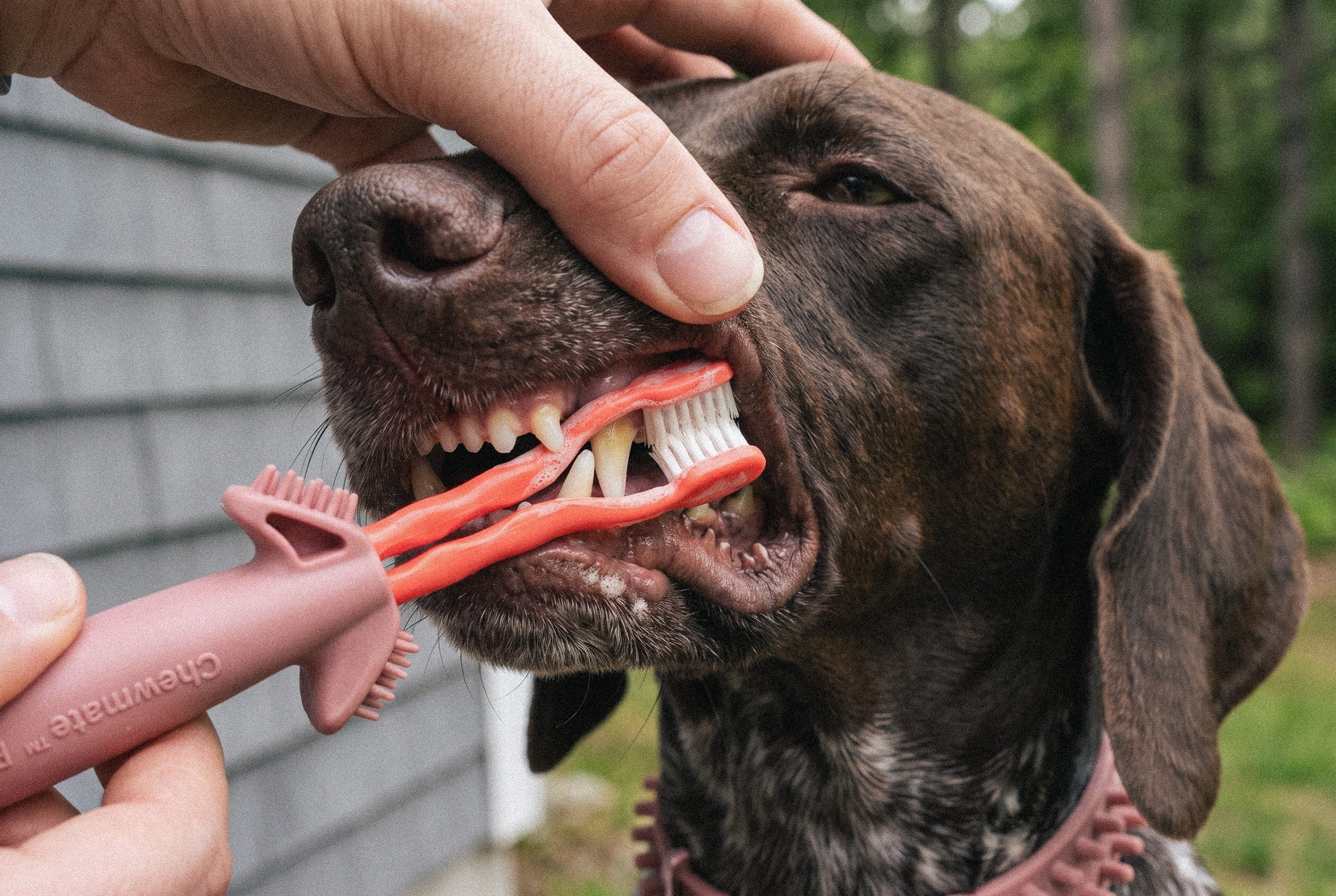 Chewmate Pro Toothbrush for Dogs