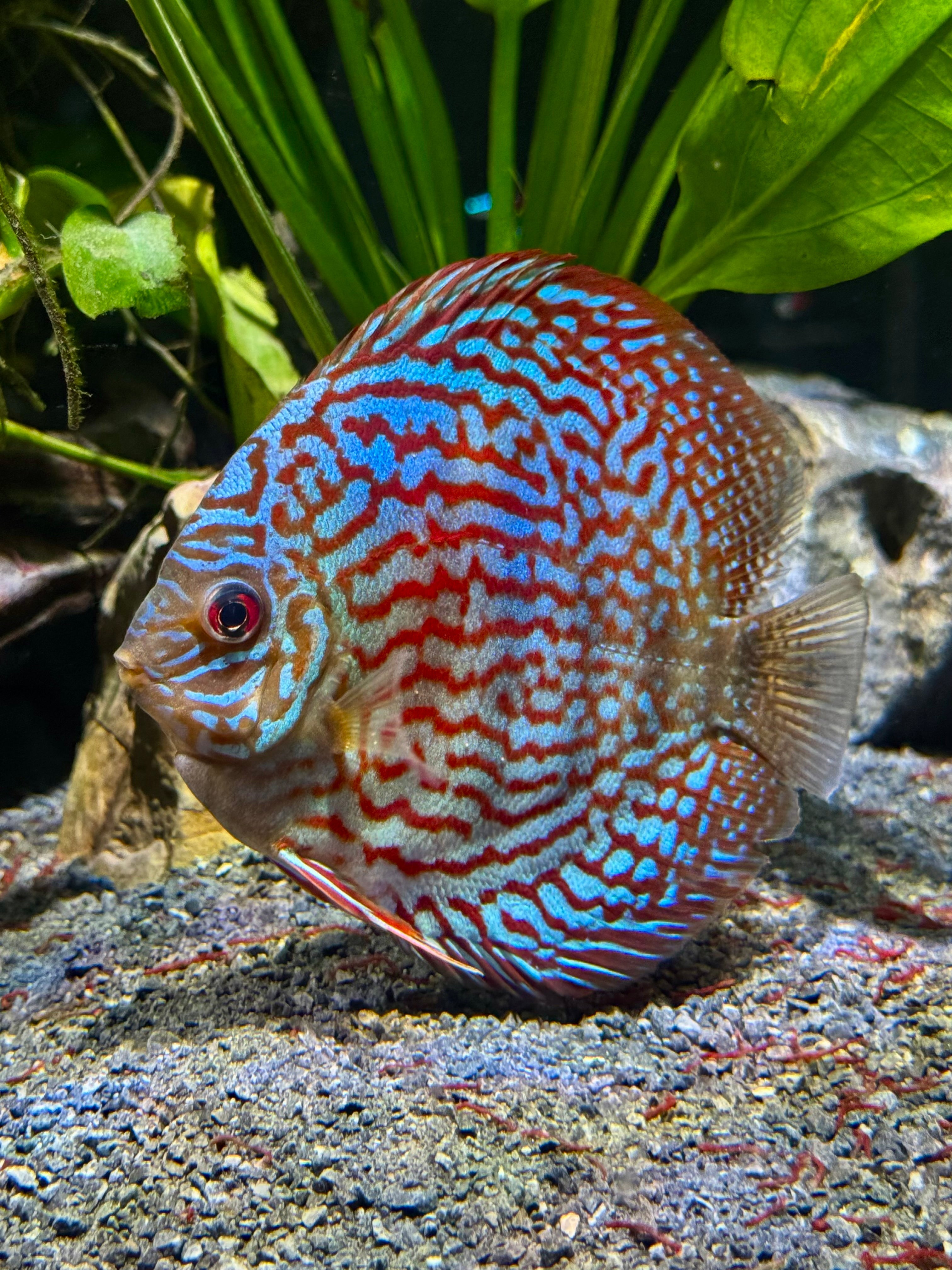 Yellow Pigeon Blood Discus