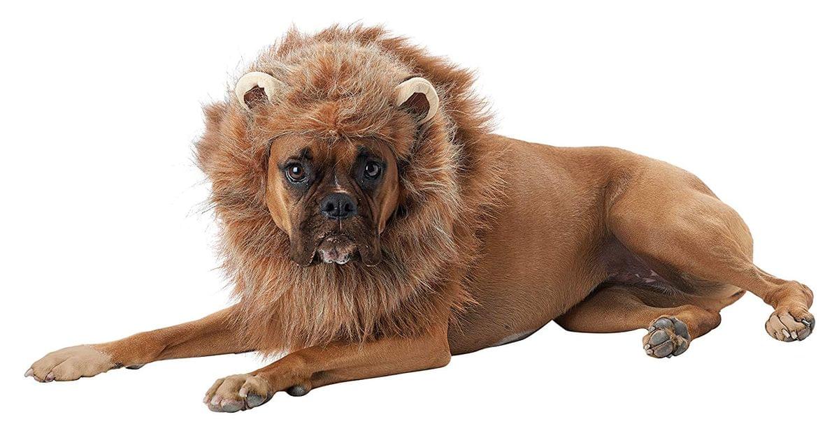 CALIFORNIA COSTUME COLLECTIONS Pet KING OF THE JUNGLE Dog Costumes, Brown, Large US