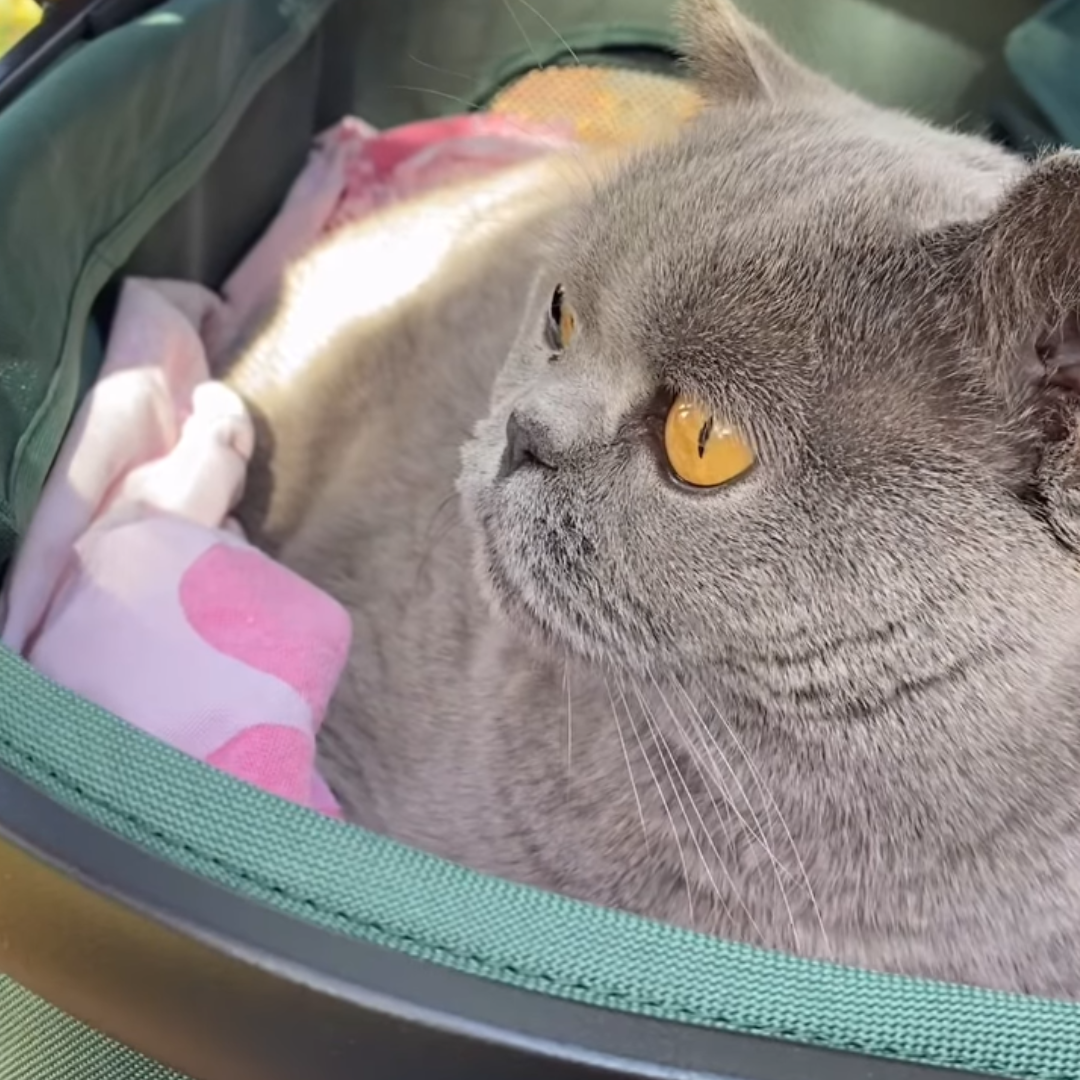 Furvelo Jogger Pet Stroller