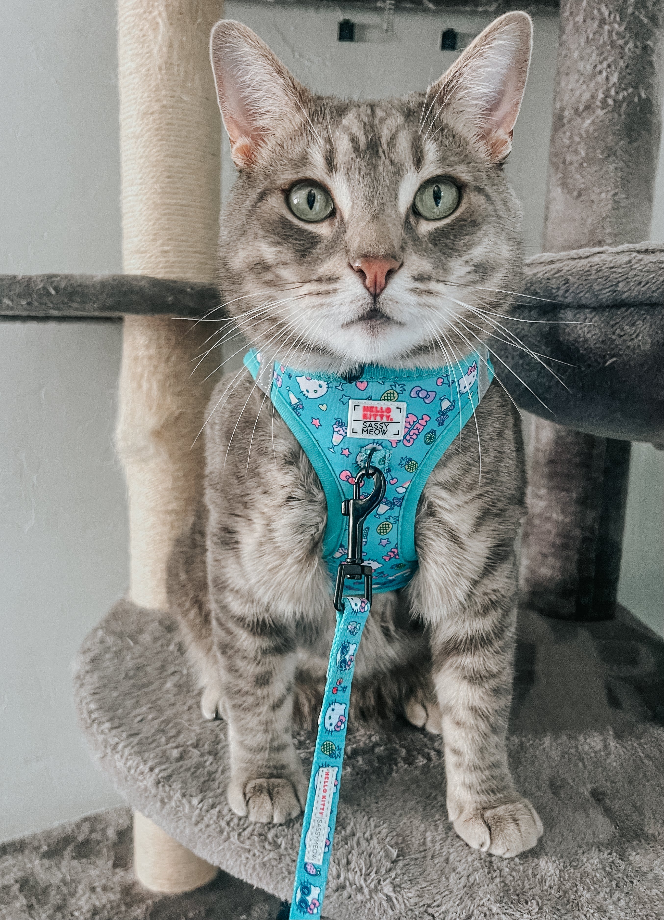Cat Leash - Hello Kitty® Aqua