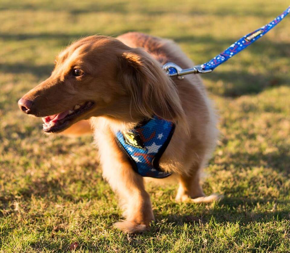 EcoBark Nautical Dog Harness - Over-the-Head Soft Mesh Vest Halter for Small to Medium Dogs