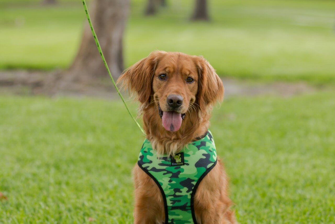EcoBark Camo Dog Harness - Over-the-Head Dog Vest Halter for Small to Medium Dogs and Puppies