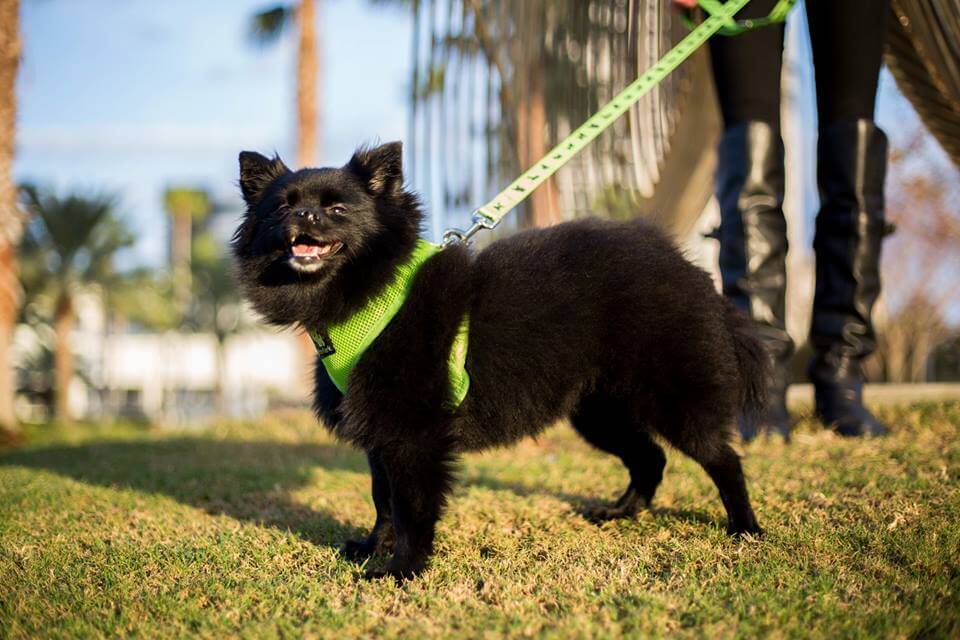 EcoBark Lime Green Dog Harness - Over-the-Head Soft Mesh Dog Vest Halter for Small to Medium Dogs and Puppies