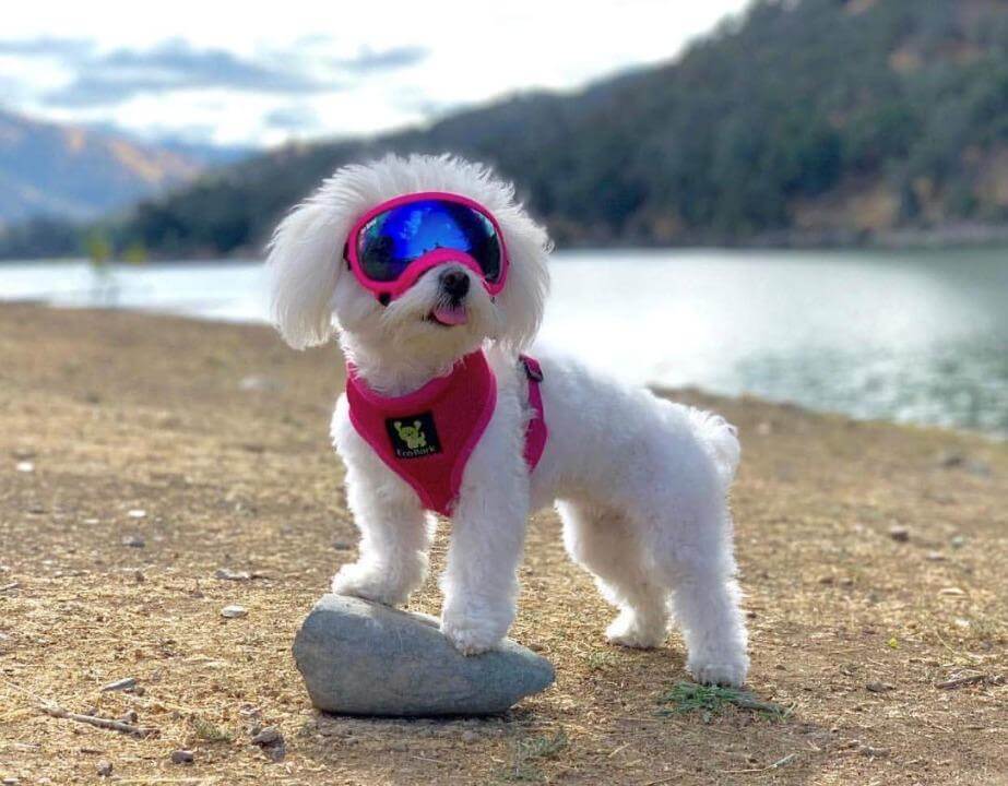 EcoBark Pink Dog Harness - Over-the-Head Soft Mesh Dog Vest Halter for Small to Medium Dogs and Puppies