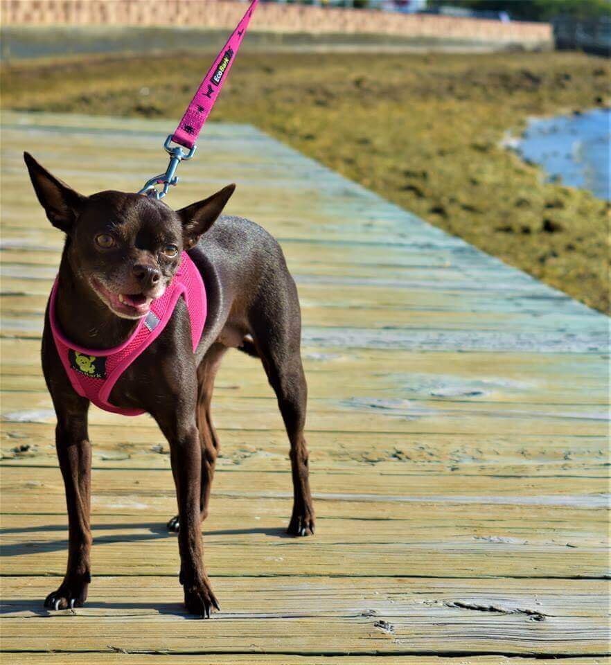 Pink Dog Leash by EcoBark - Padded Comfort Grip Leash - 4ft, 5ft, and 6ft Leash for Teacup, Small, and Medium Dogs