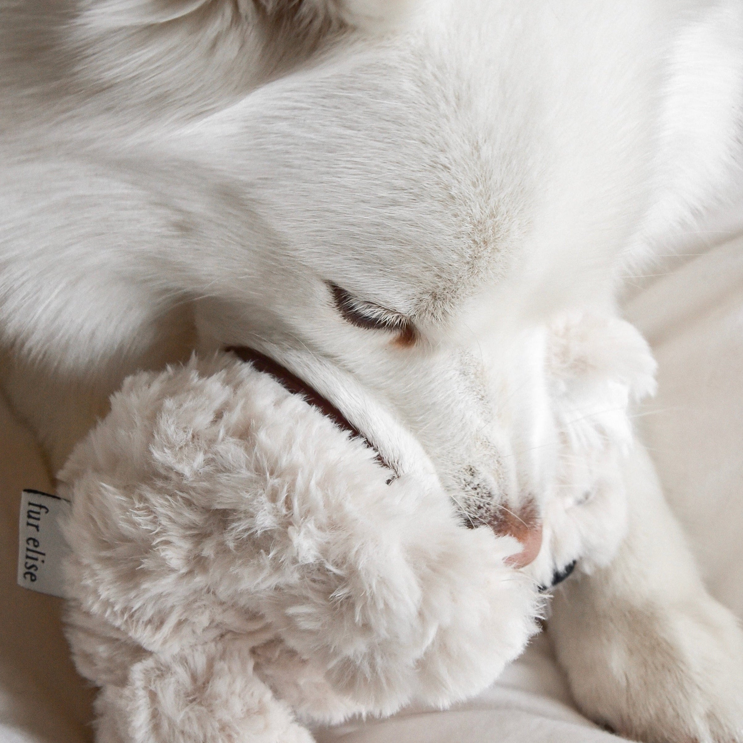 Koko Mini Plushie