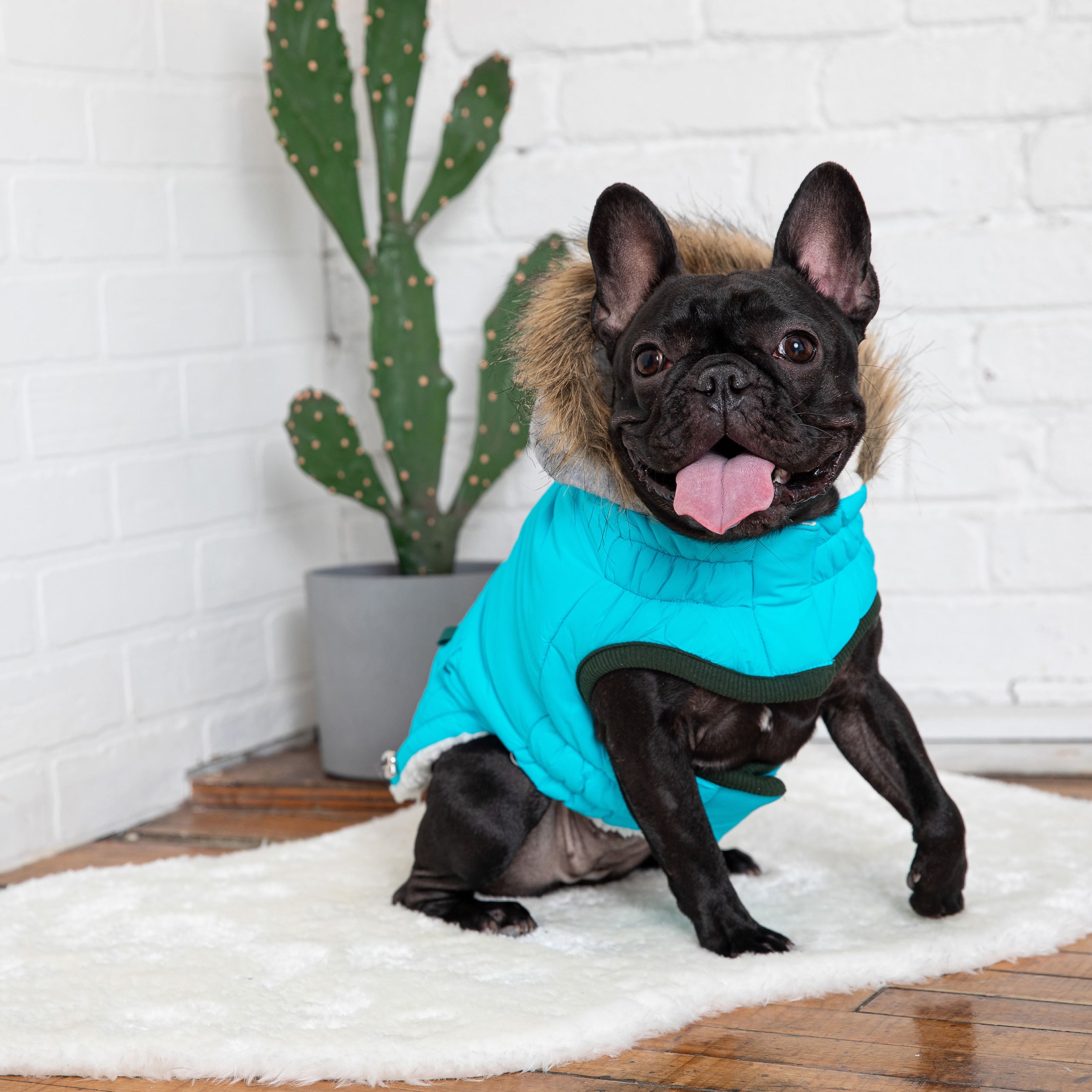 Gf Pet - Winter Sailor Parka - (Large, Aqua)