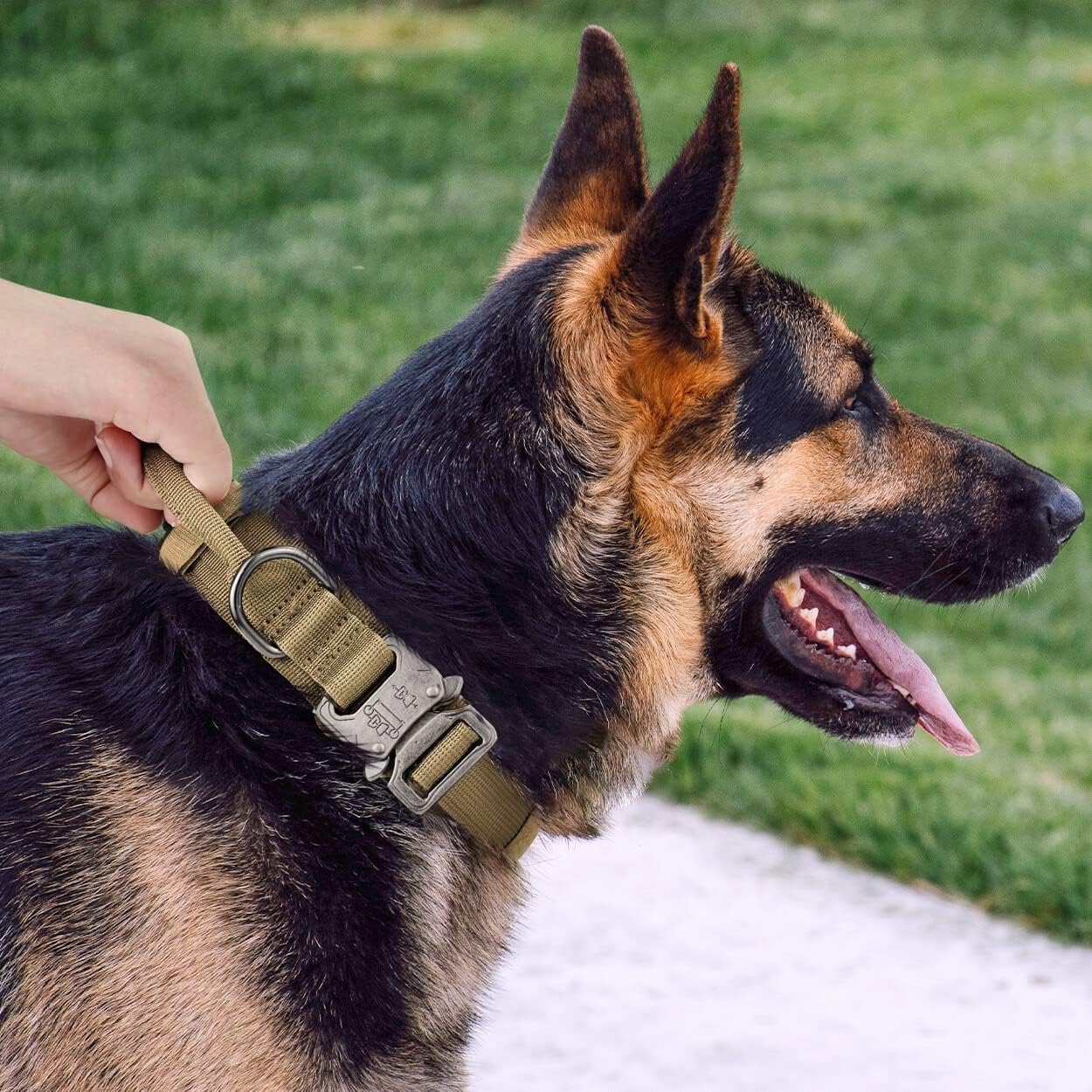 Breakaway 1.5 Dog Collar