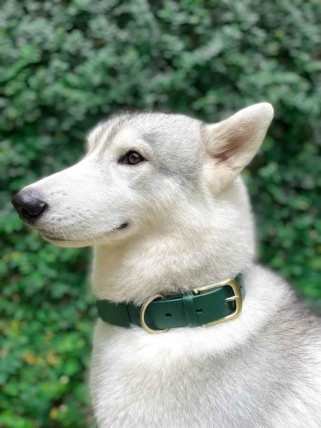 Heavy-Duty Waterproof Dog Collar with Metal Buckle – Odor-Proof