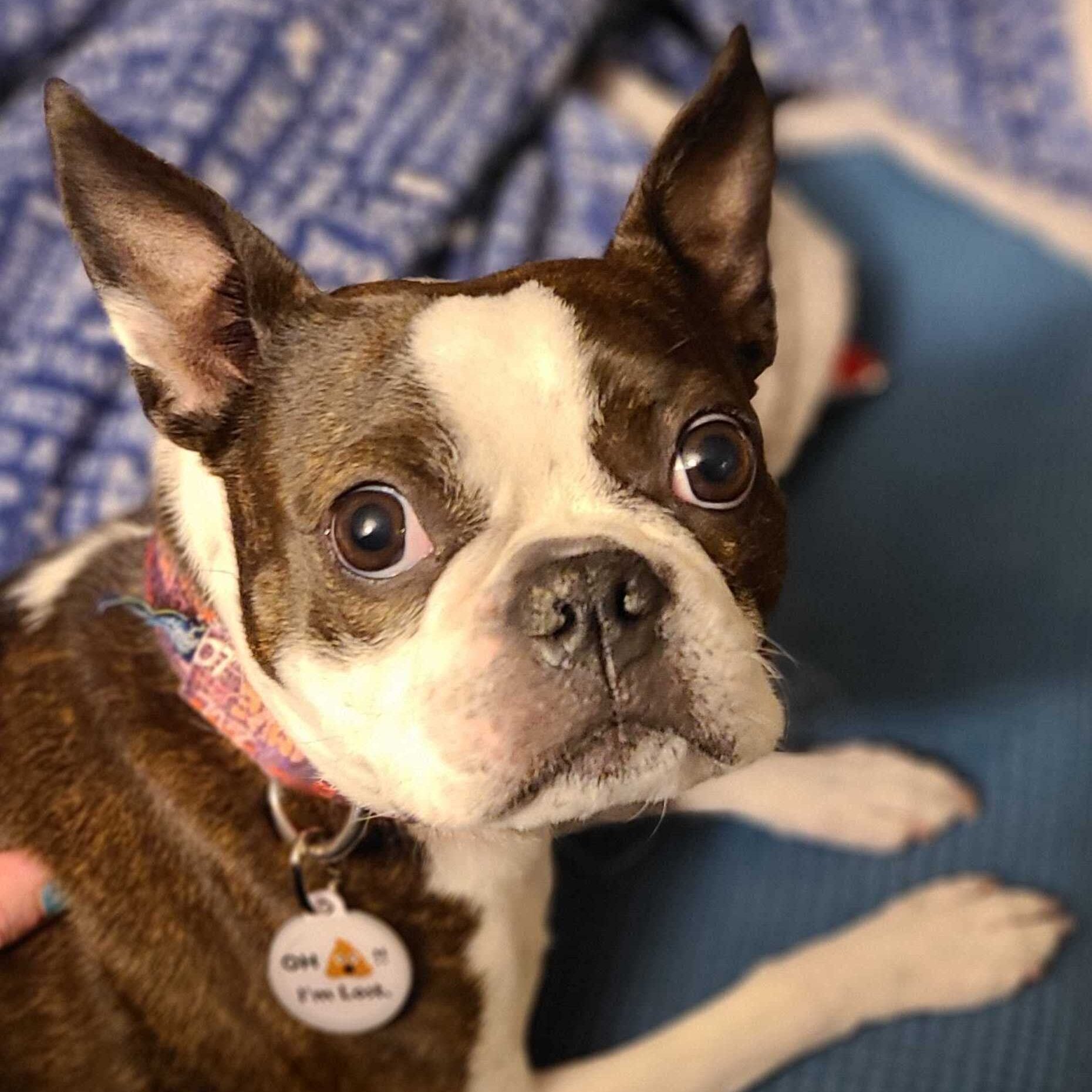 PetHub QR Pet ID Tag – Oh Crap I’m Lost
