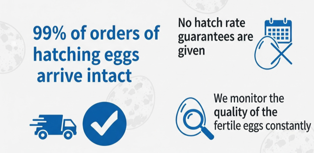 Fertile Quail Eggs – Choose Your Variety