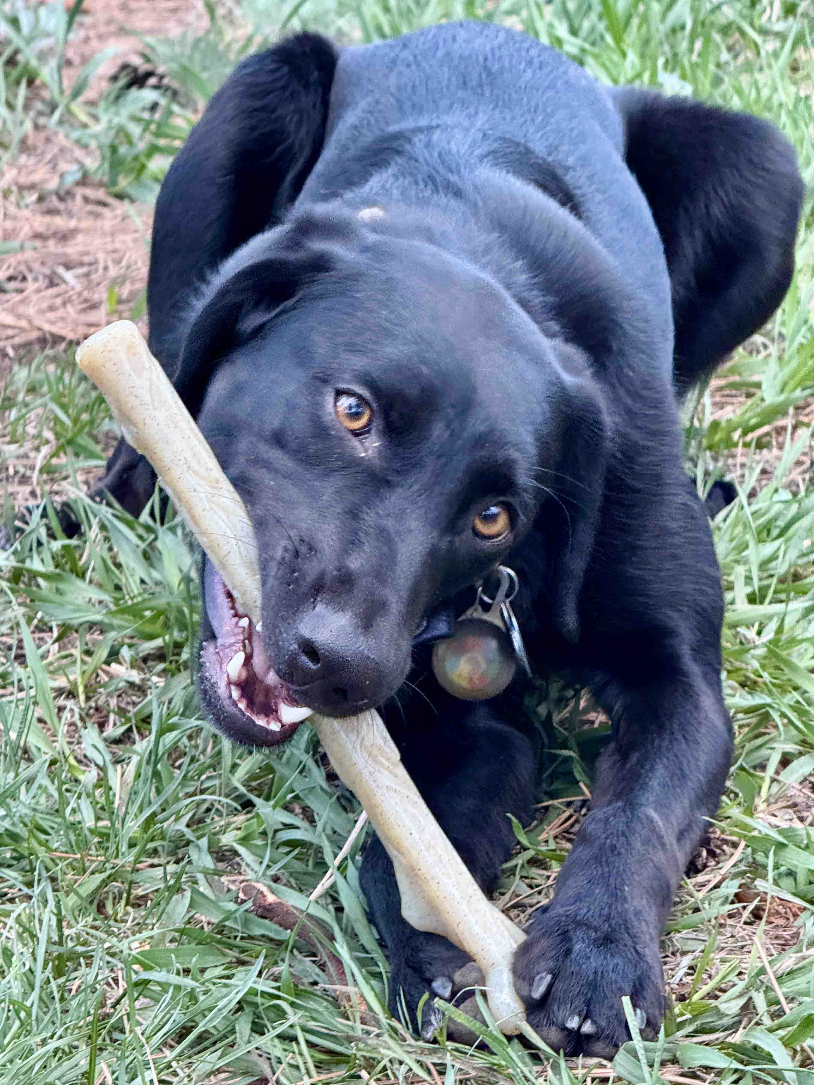 Durable Nylon Chew Stick for Power Chewers | Durable Dog Toy USA