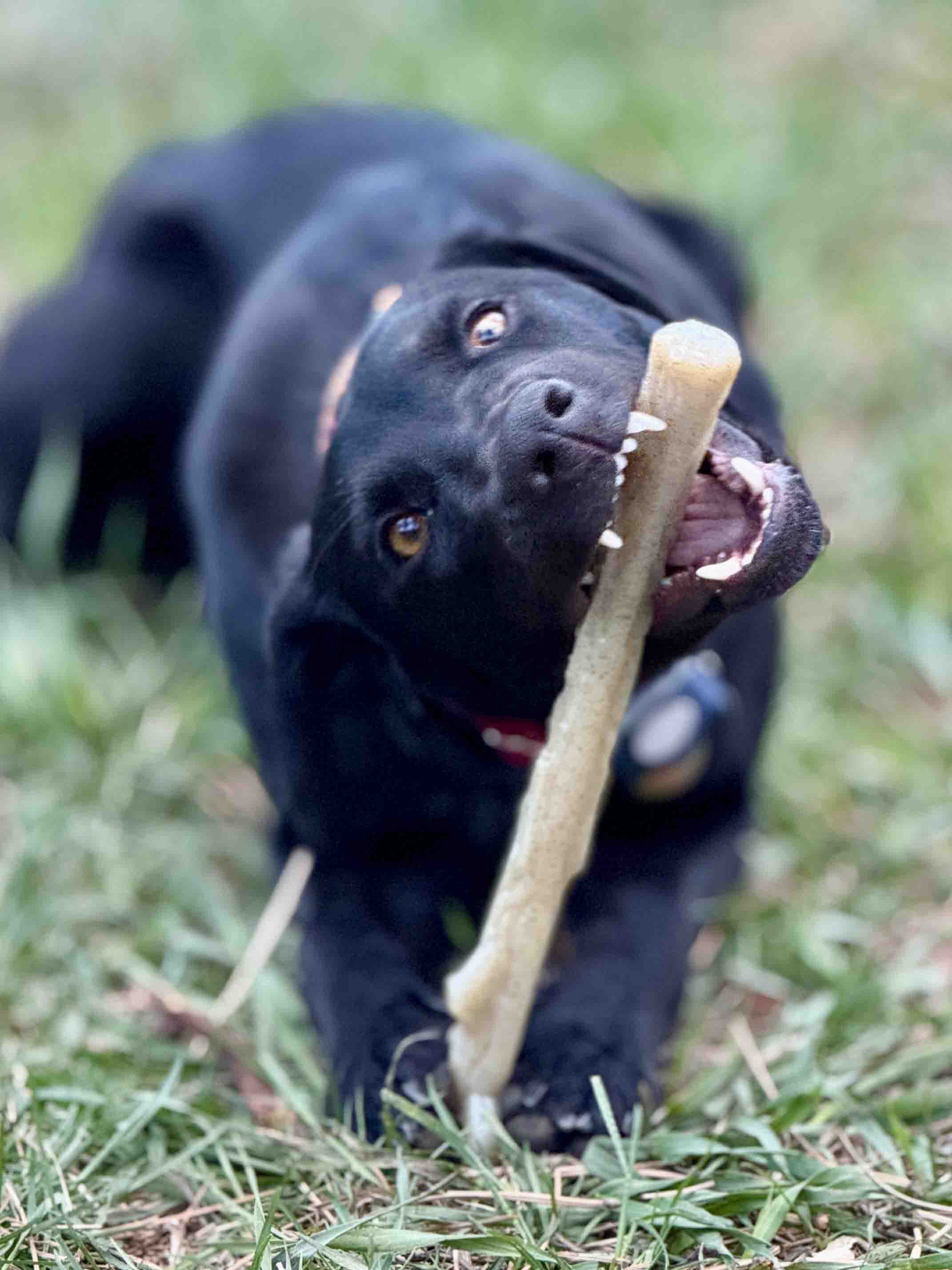 Durable Nylon Chew Stick for Power Chewers | Durable Dog Toy USA