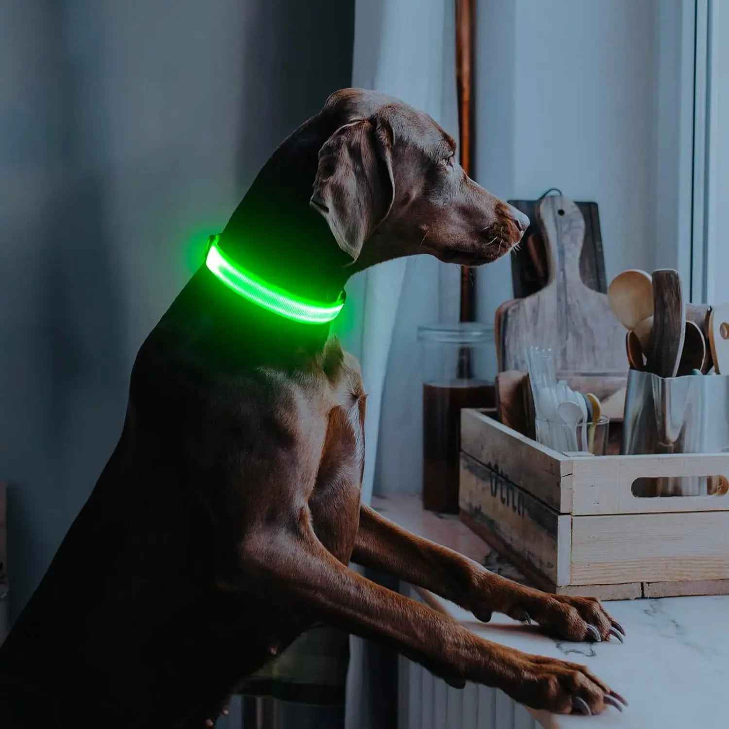 LED Dog Collar – Rechargeable Light-Up Collar for Night
