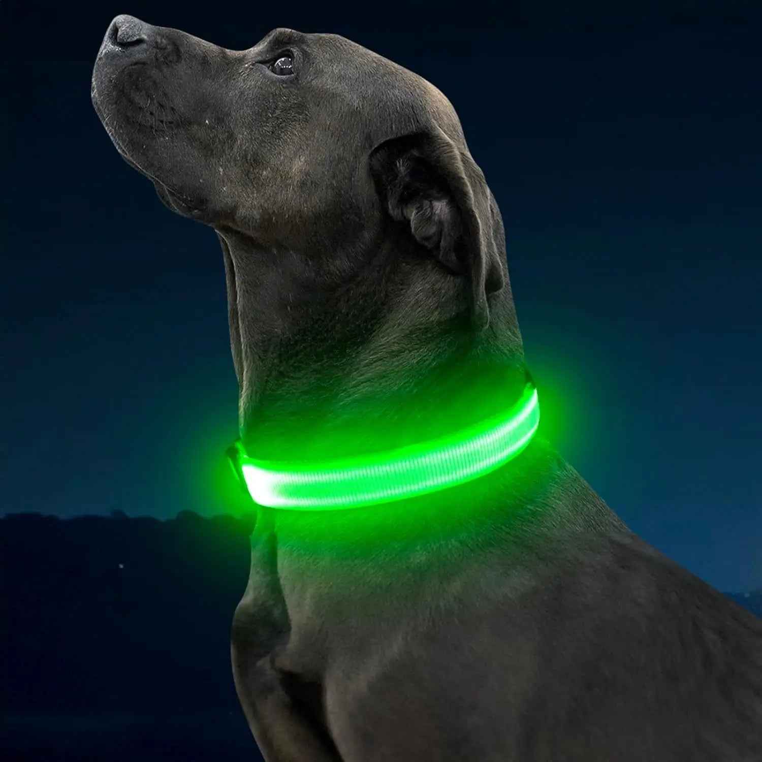 LED Dog Collar – Rechargeable Light-Up Collar for Night