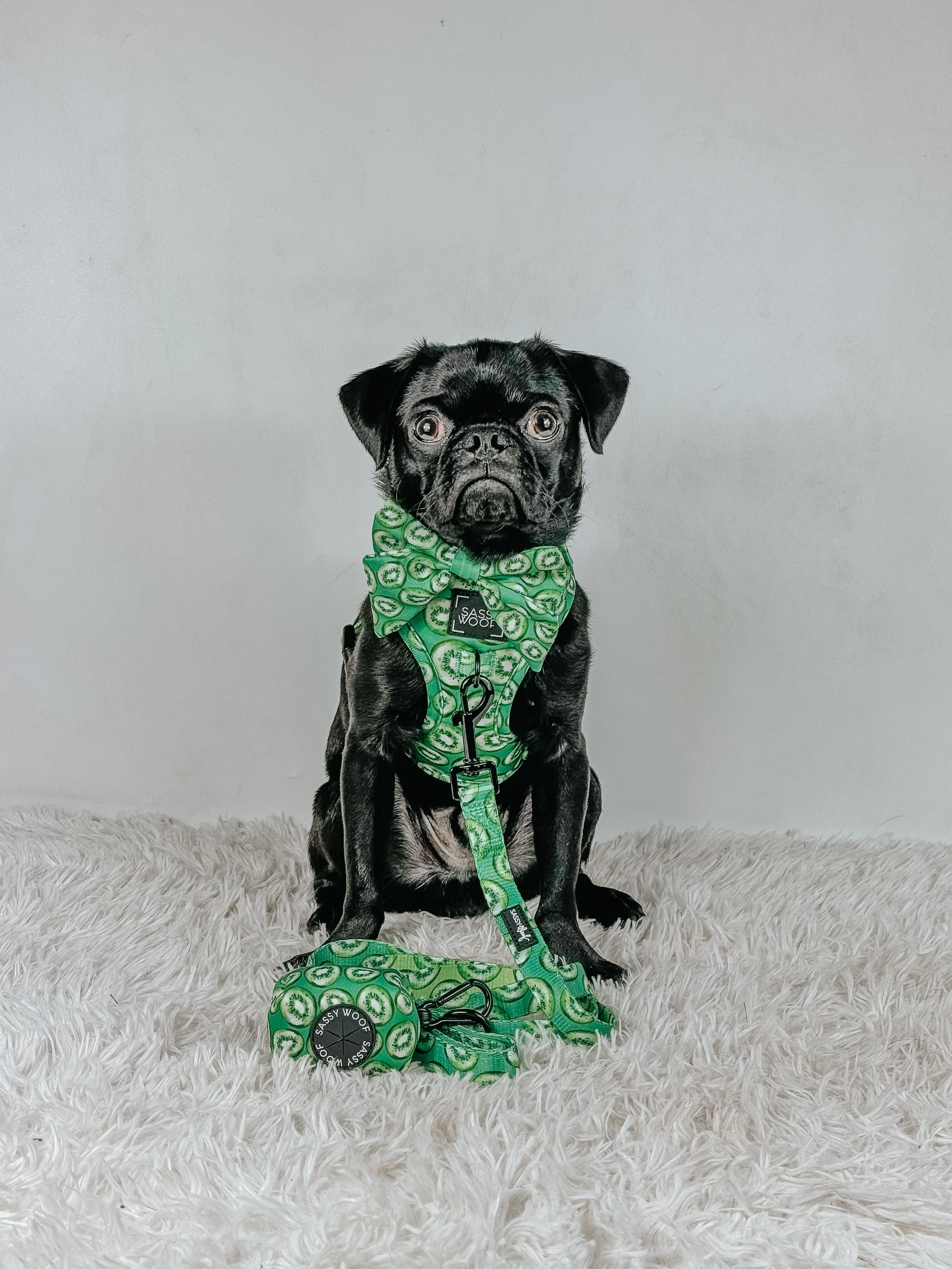 Dog Leash  - Kiwi Krazy