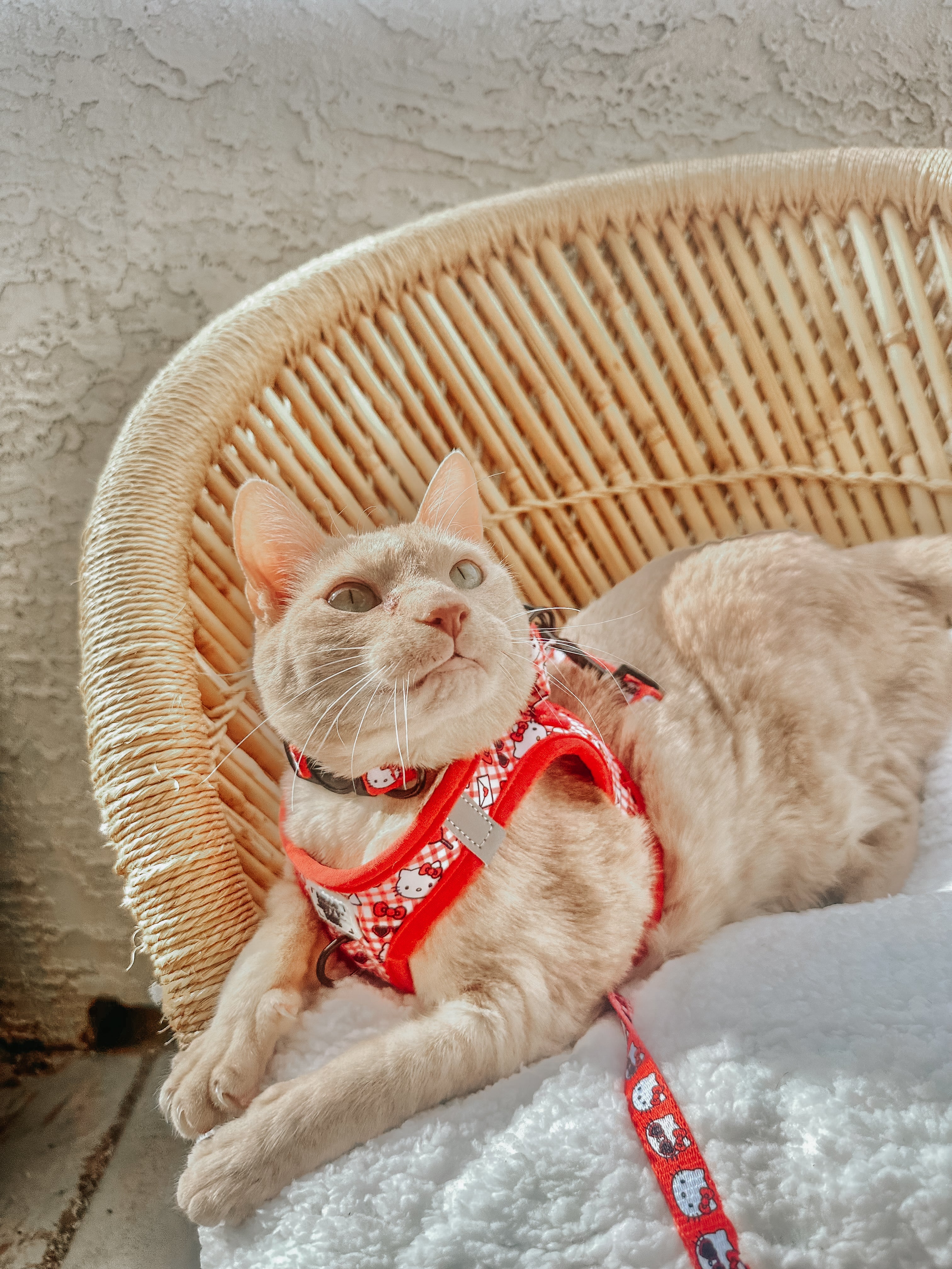 Cat Leash - Hello Kitty® Red Classic