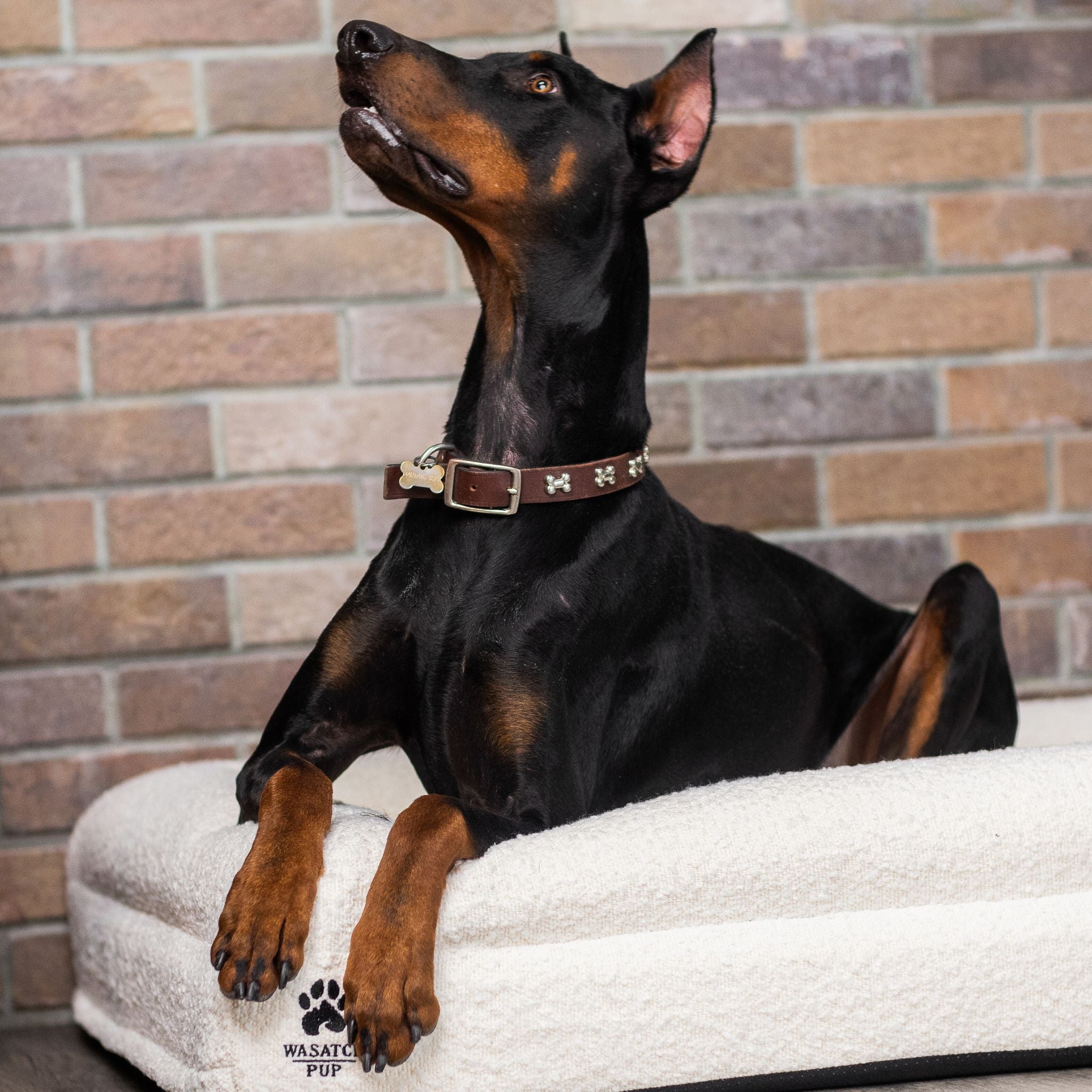 Luxury Orthopedic Dog Bed