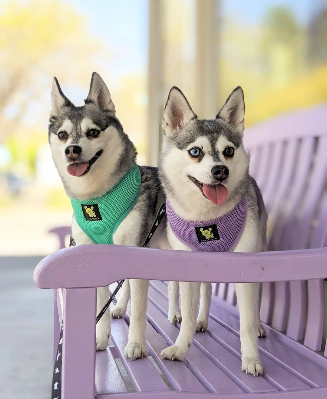 EcoBark Mint Turquoise Dog Harness - Over-the-Head Soft Mesh Vest Halter for Small to Medium Dogs