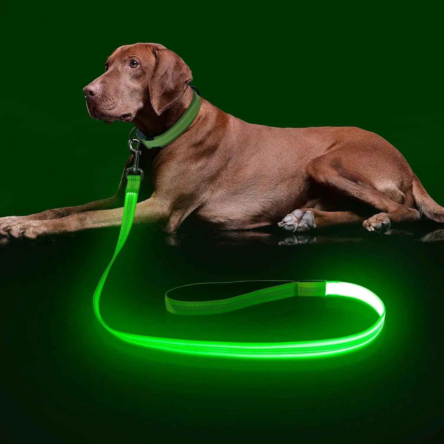 Light Up LED Dog Leash 6FT – USB Rechargeable Glow Leash for Night Safety