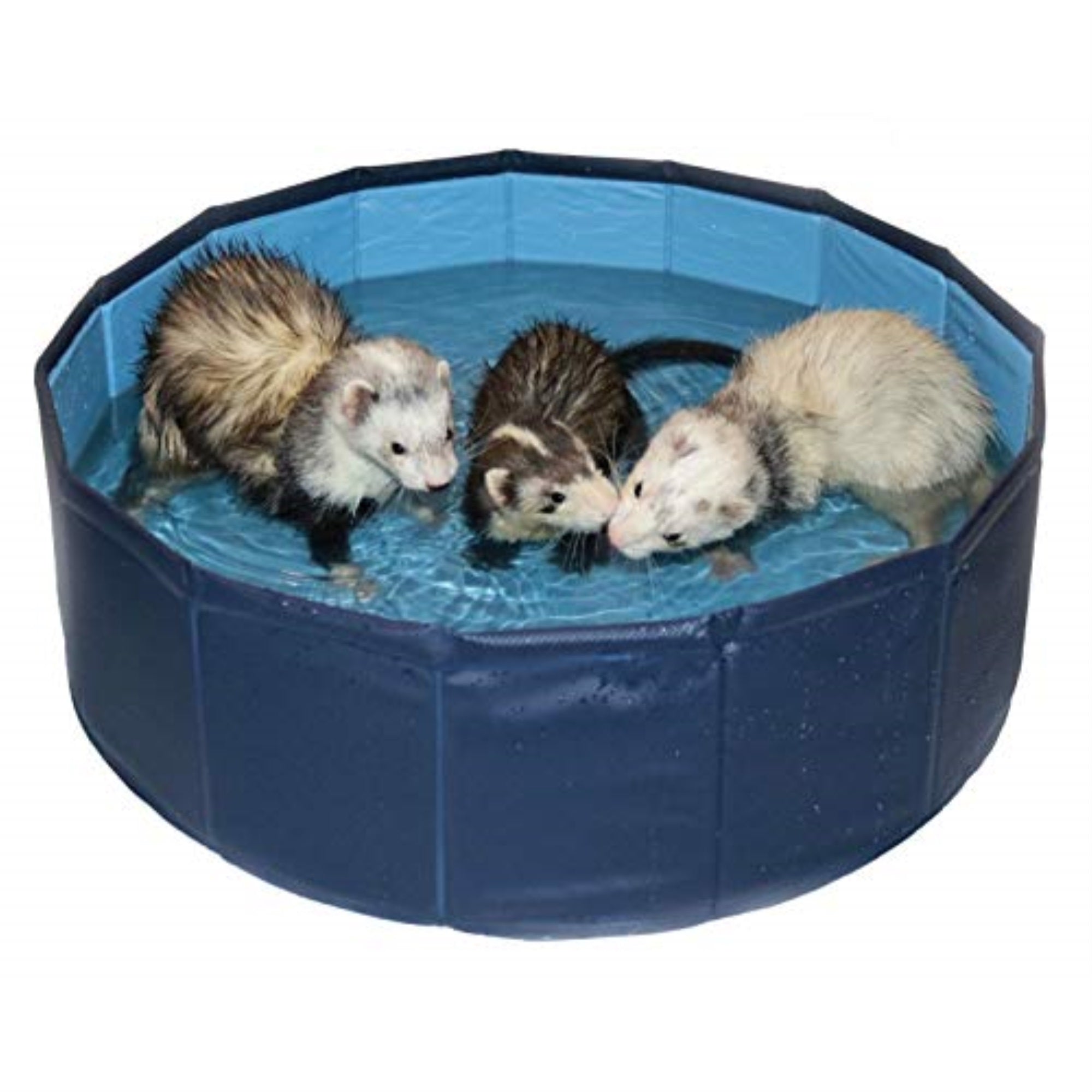 Ferret Swimming Pool