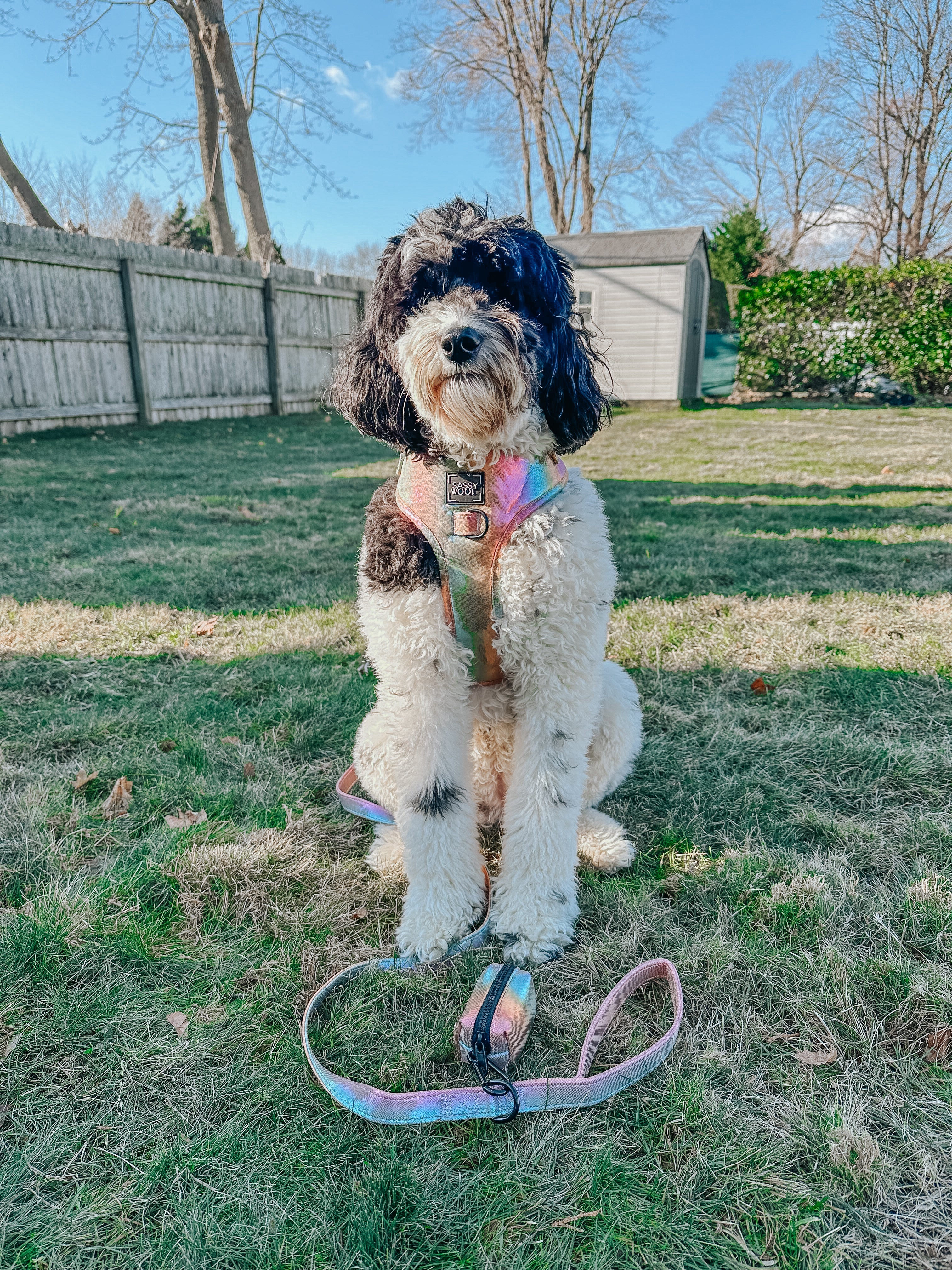 Dog Leash - The Night Life