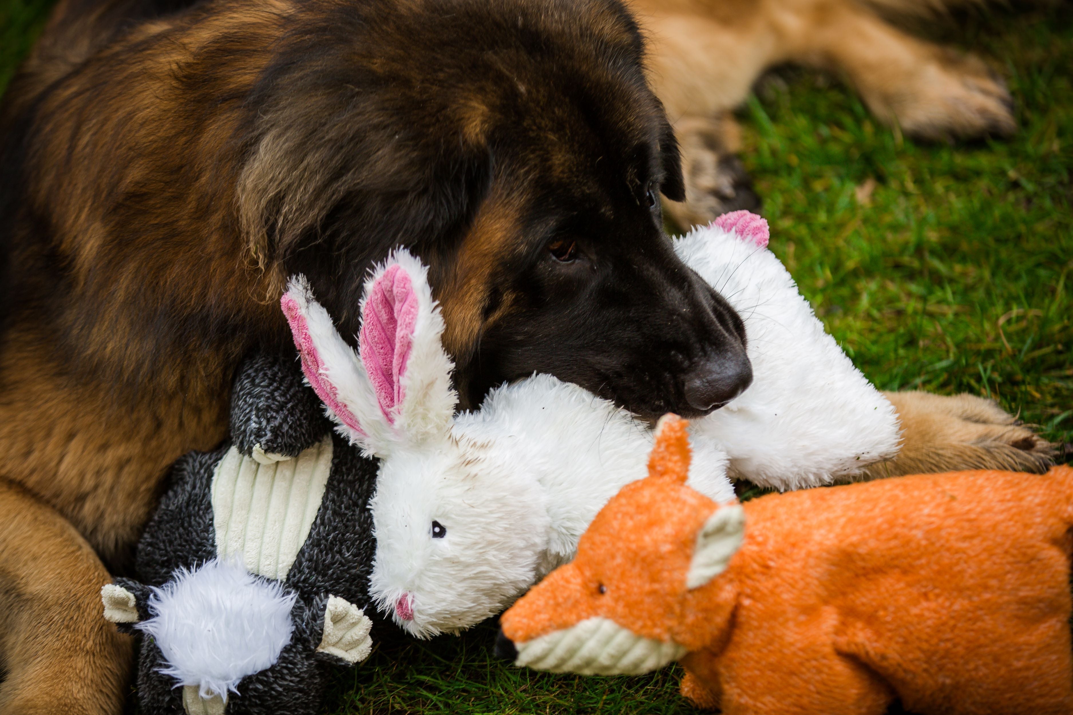 Squooshie™ Fox Plush Dog Toy