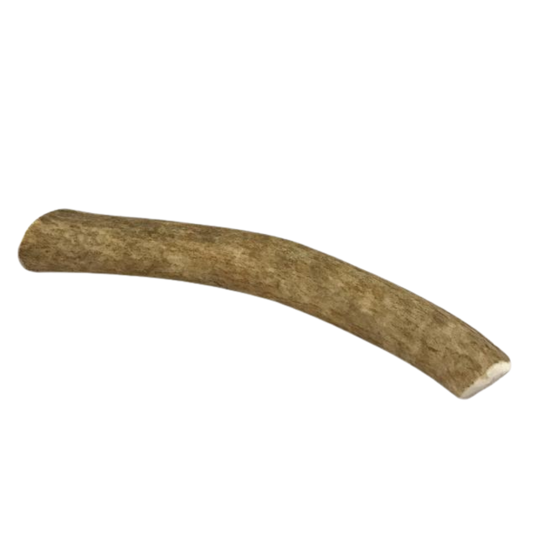 Medium Whole Elk Antler for Dogs – 6–8"