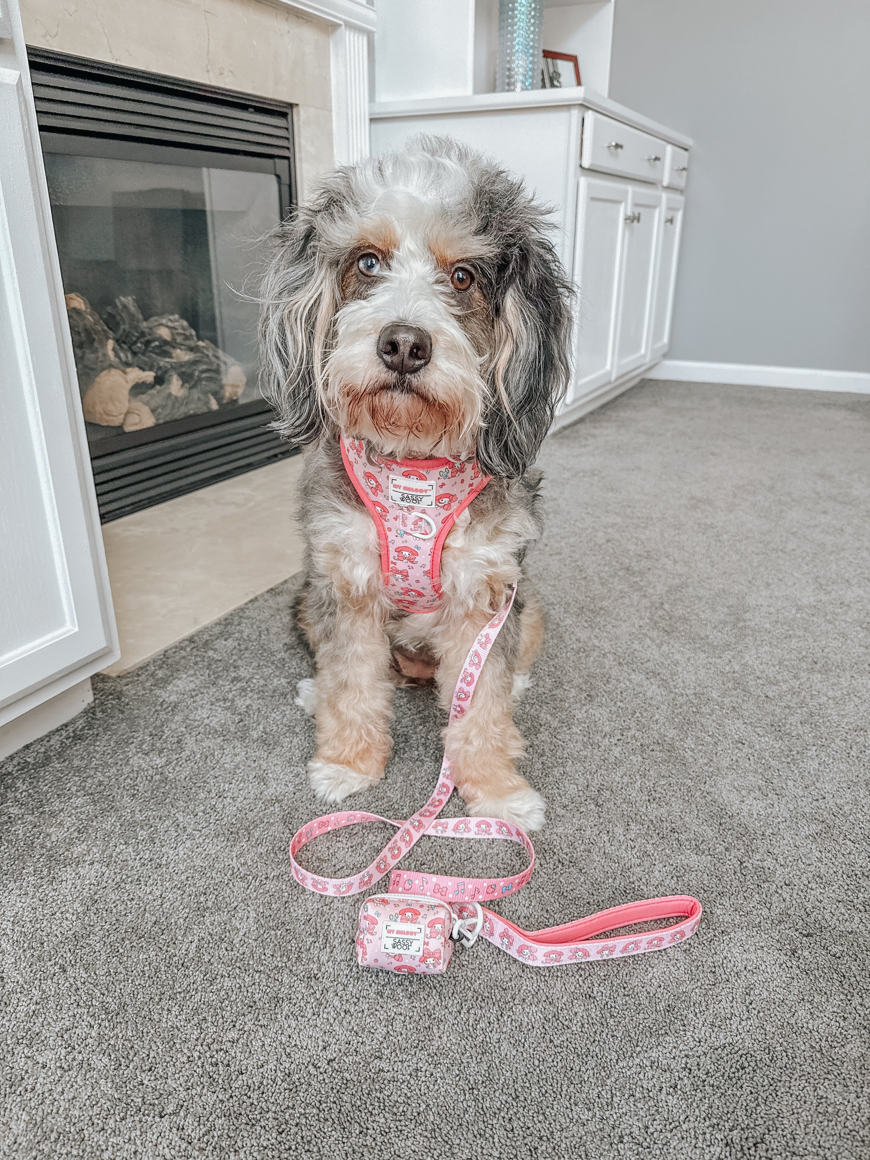 Dog Four Piece Bundle - My Melody