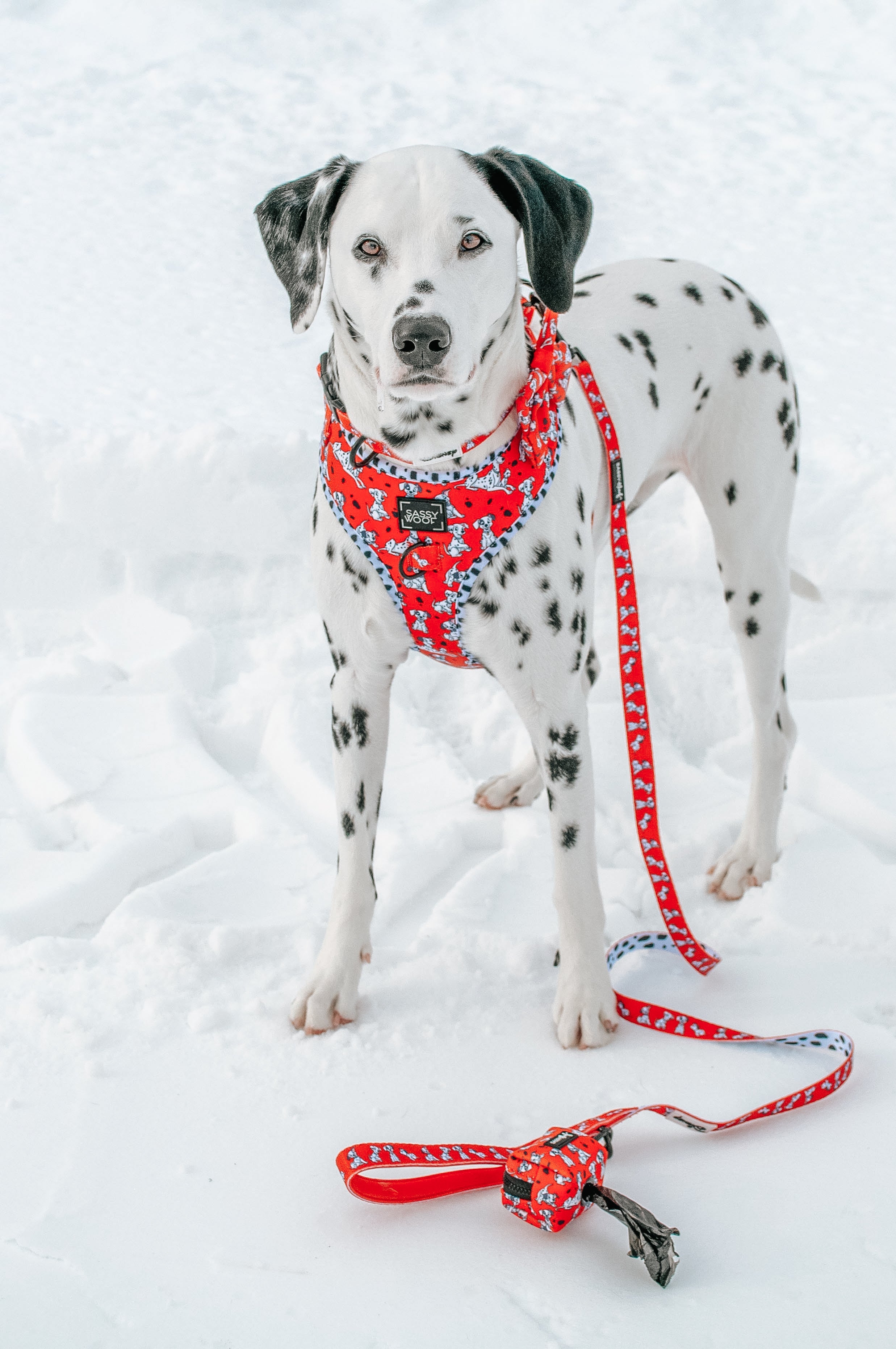 Dog Leash - Disney's 101 Dalmatians