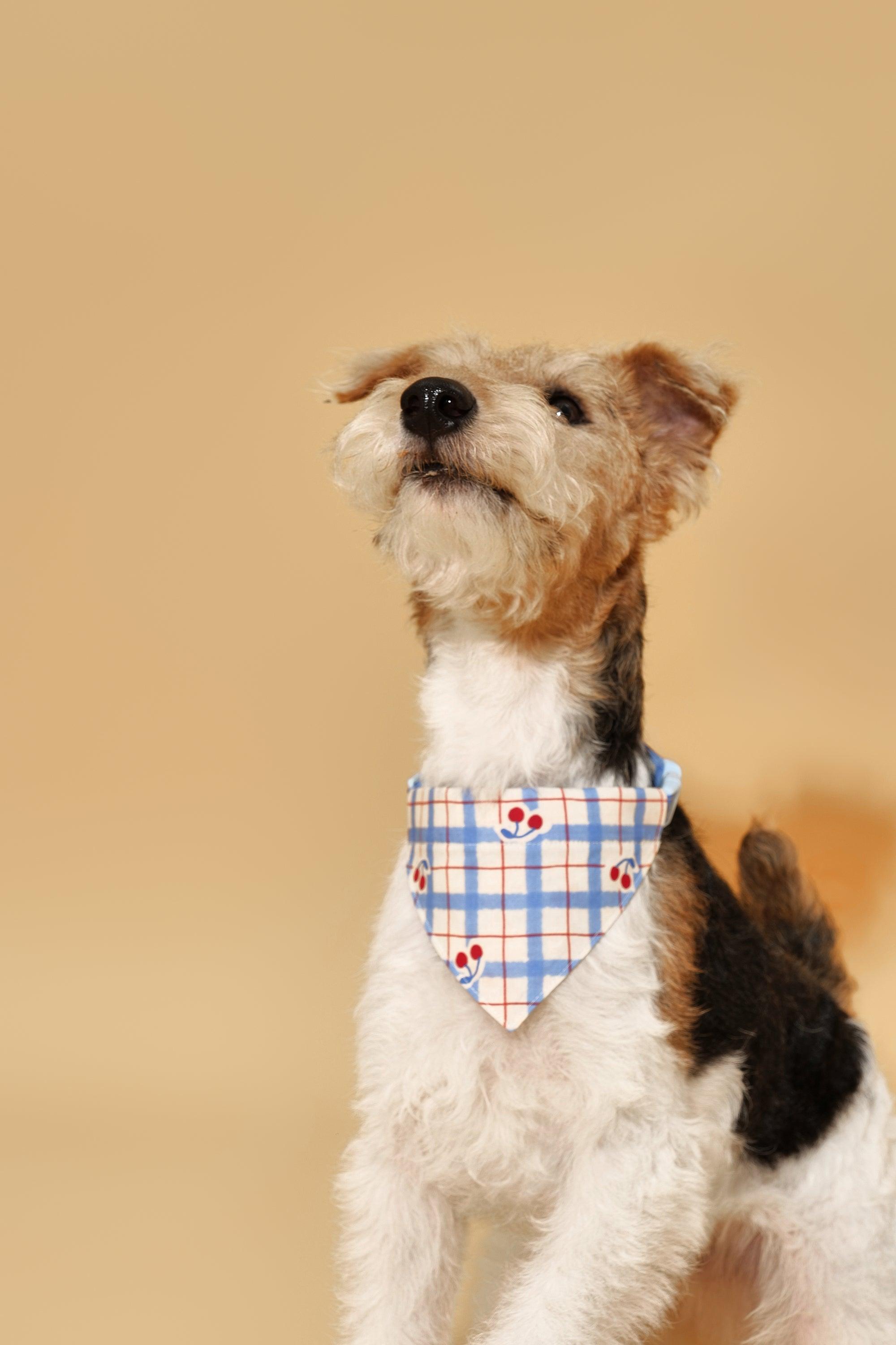 Blue Gingham Cherry Bandana