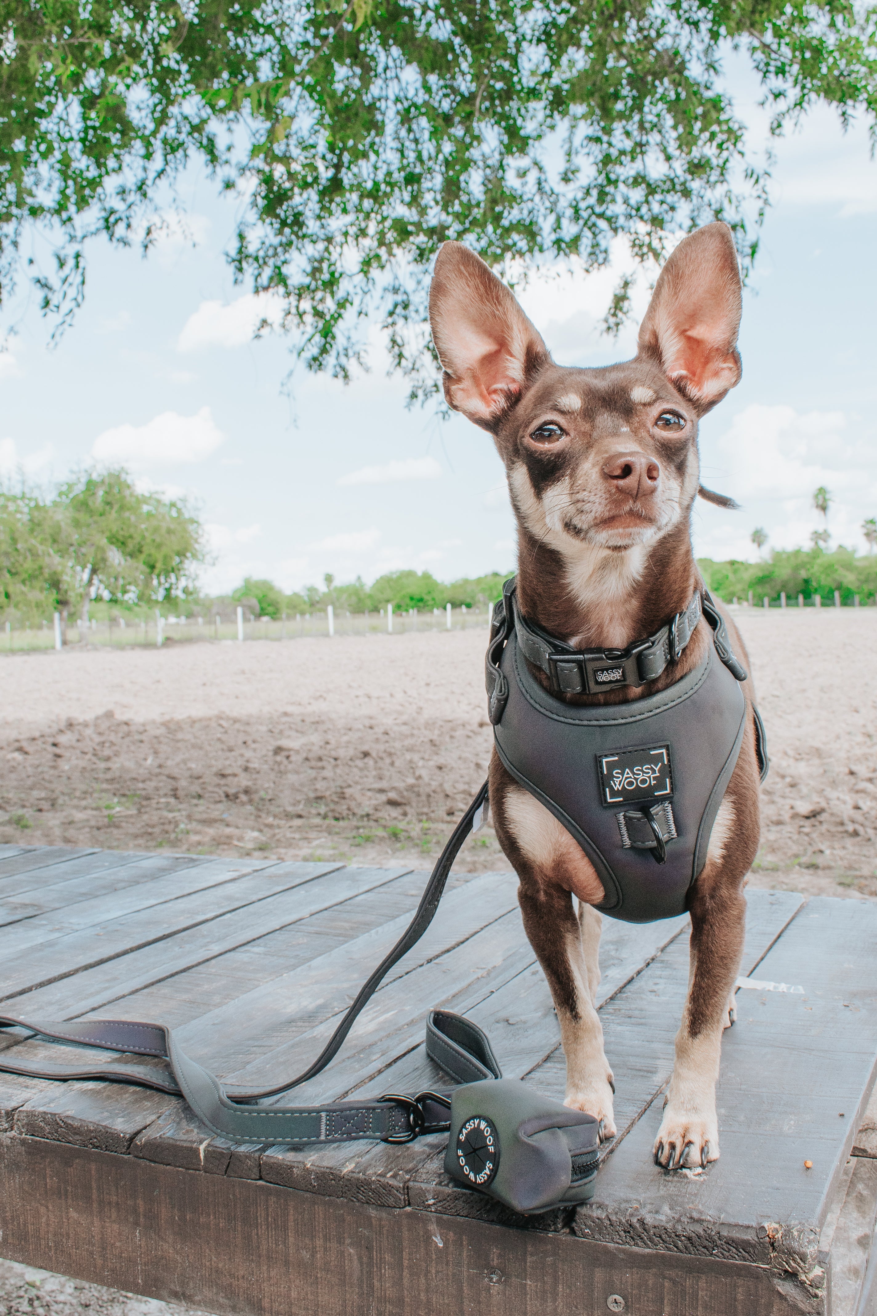 Dog Leash - Reflection