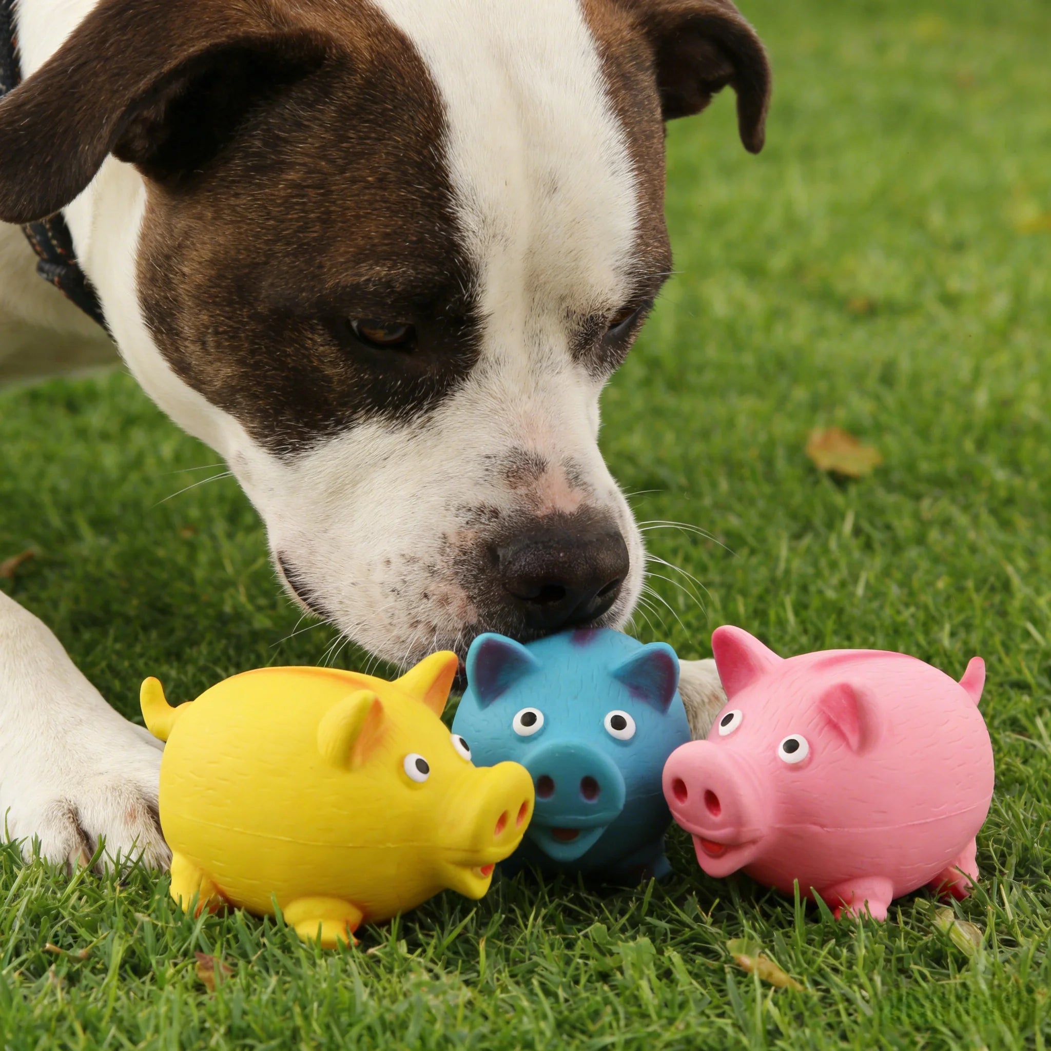 Squeaky Latex Round Pig Dog Toy: Chew-Resistant Stress Relief & Interactive Training Toy for Play and Boredom Relief