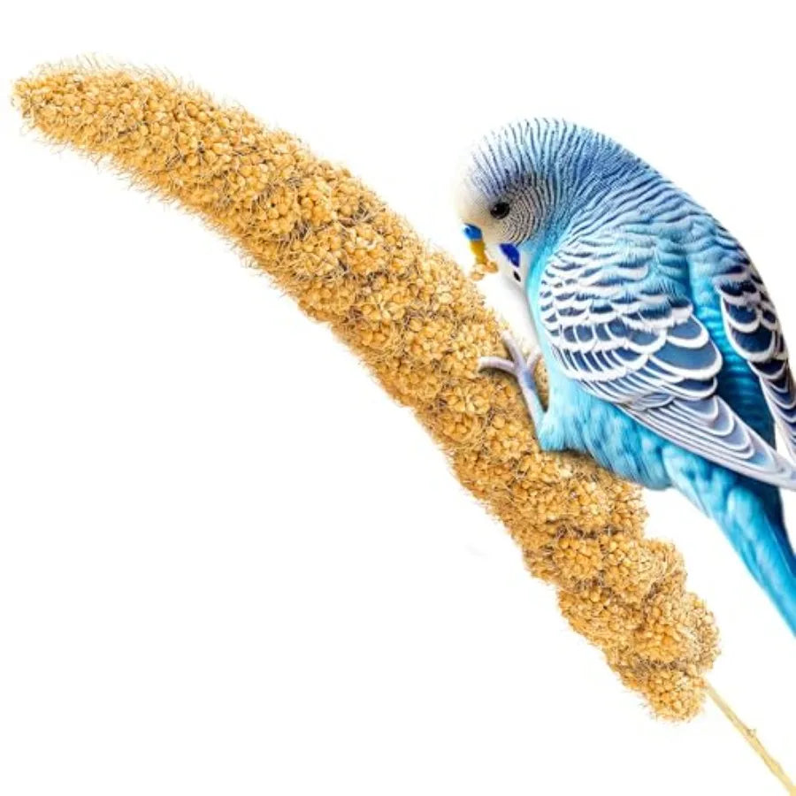 Bird Spray Millet for Parakeets Finches Canaries Budgies Small Birds, Sun-Dried Vacuum-Sealed Freshness, Yellow Brown Color