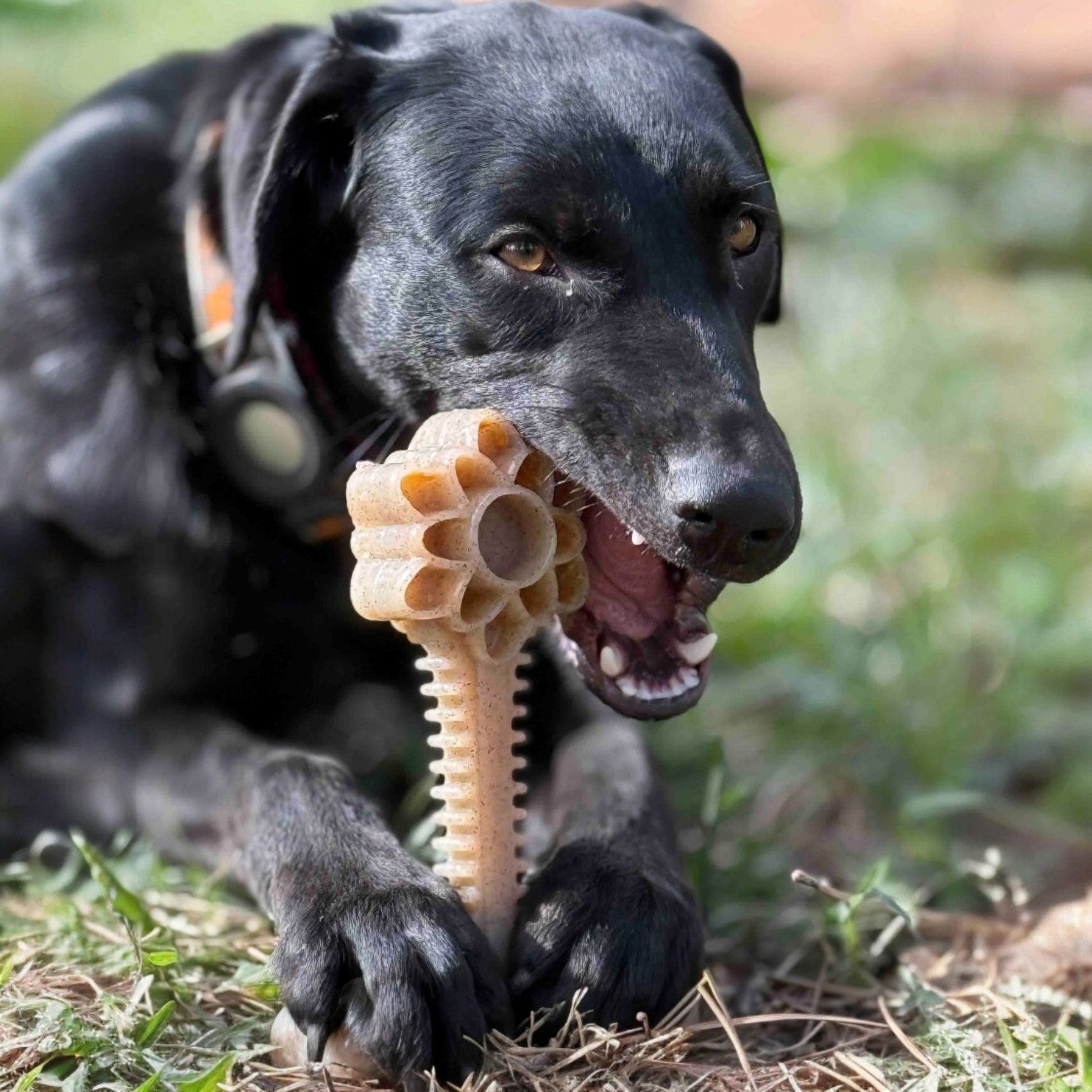 Honey Bone Dental Flower Tower - Durable Nylon Dog Chew Toy XL | USA