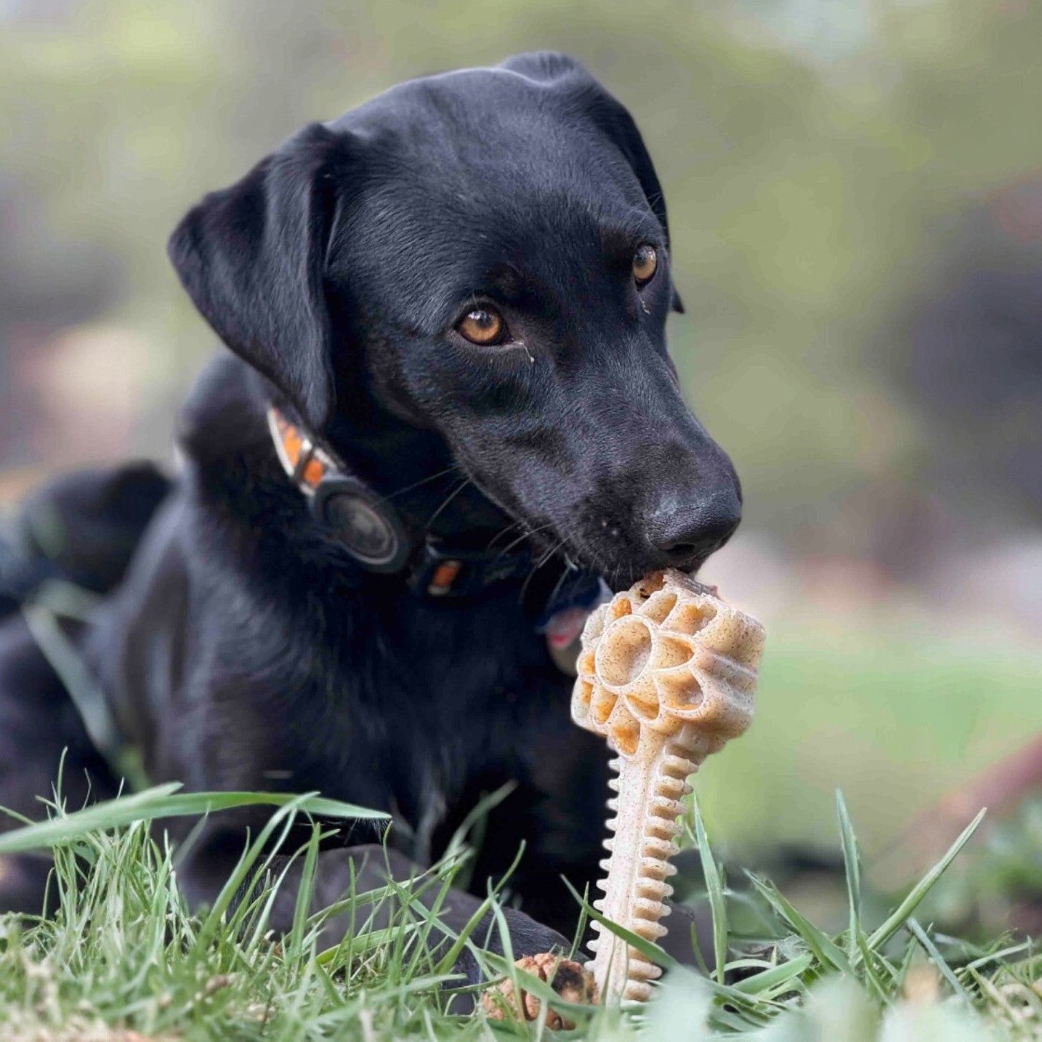 Honey Bone Dental Flower Tower - Durable Nylon Dog Chew Toy XL | USA