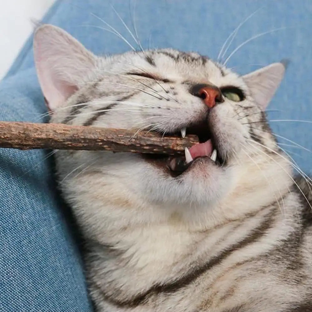 Natural Matatabi Cat Catnip Toy Kitten Molar Chew Stick Pet Cleaning Teeth Cat Treat Toy Actinidia Silvervine Pet Products