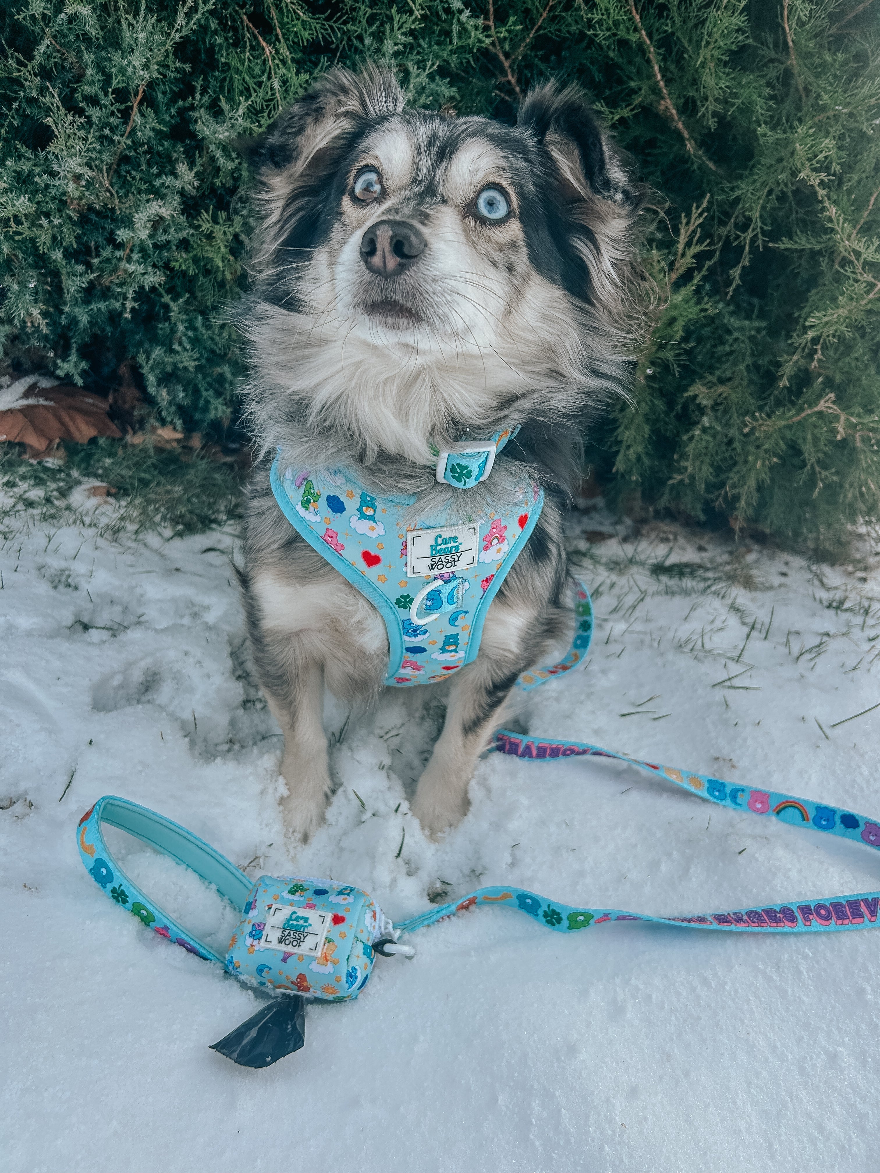 Dog Leash - Care Bears™ Care-a-Lot