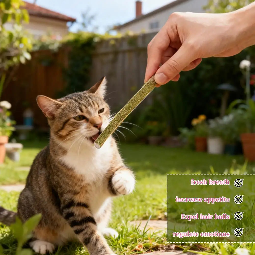 6pcs Natural Matatabi Cat Stick Mint Caught Bite Excited Rods Silvervine For Cat Teeth Cleaning Treating Pet Supply Cat Toys