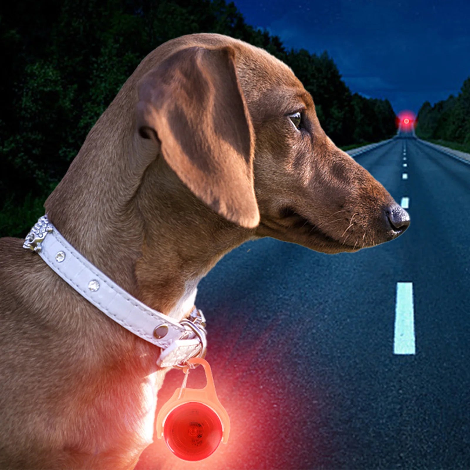 LED Glow Dog Collar Pendant Light Up Pet Accessories Night Safety Walking for Cat Dog Small Medium Large