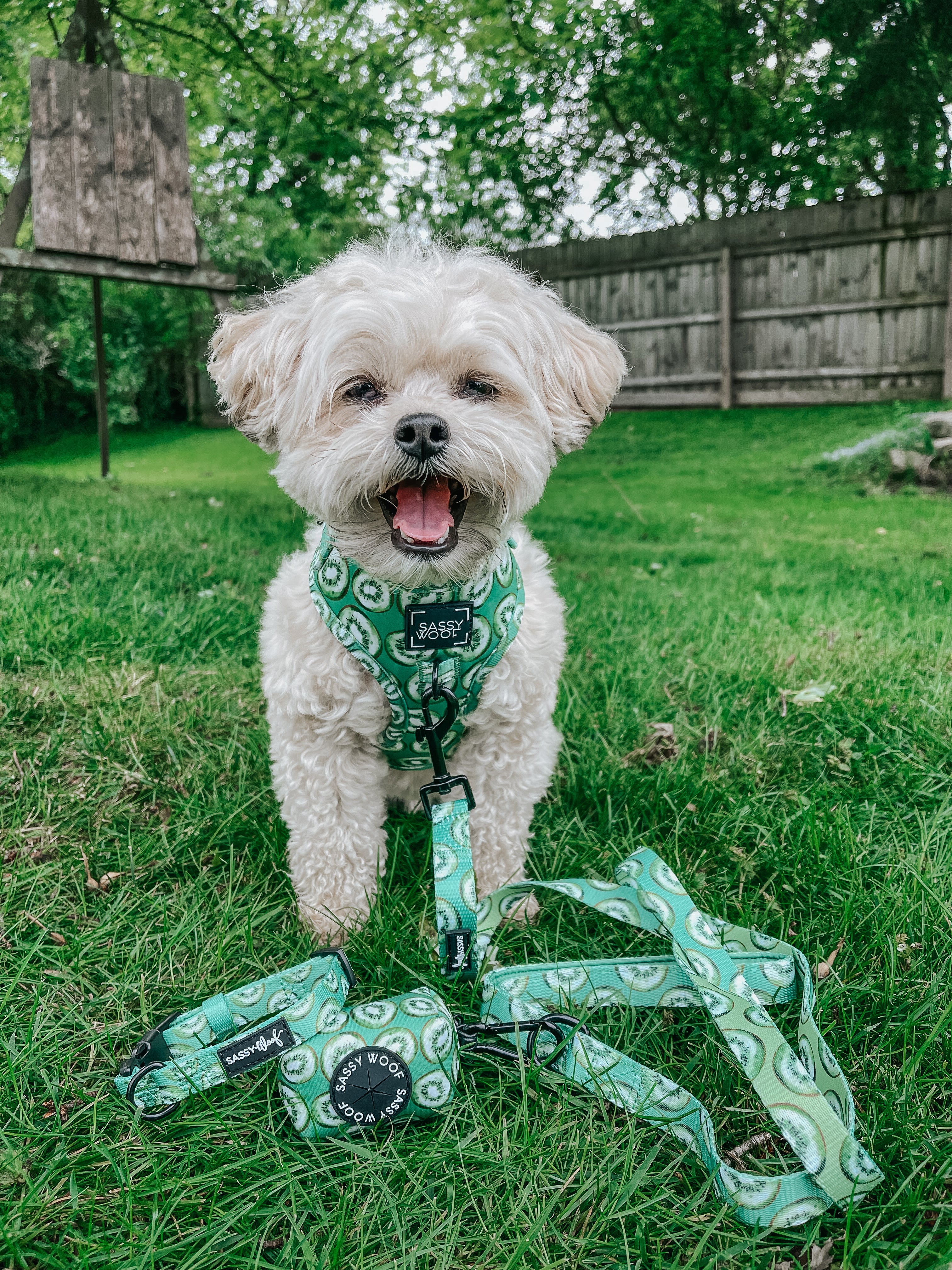 Dog Leash  - Kiwi Krazy