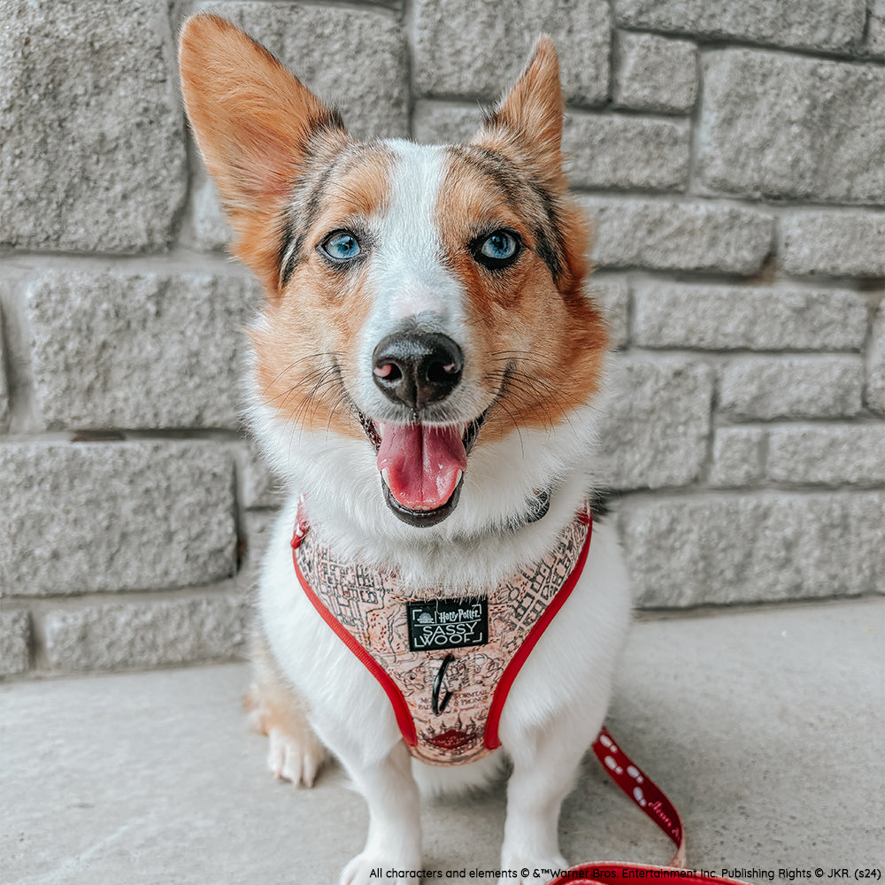 Dog Leash - Harry Potter™ Marauder's Map™