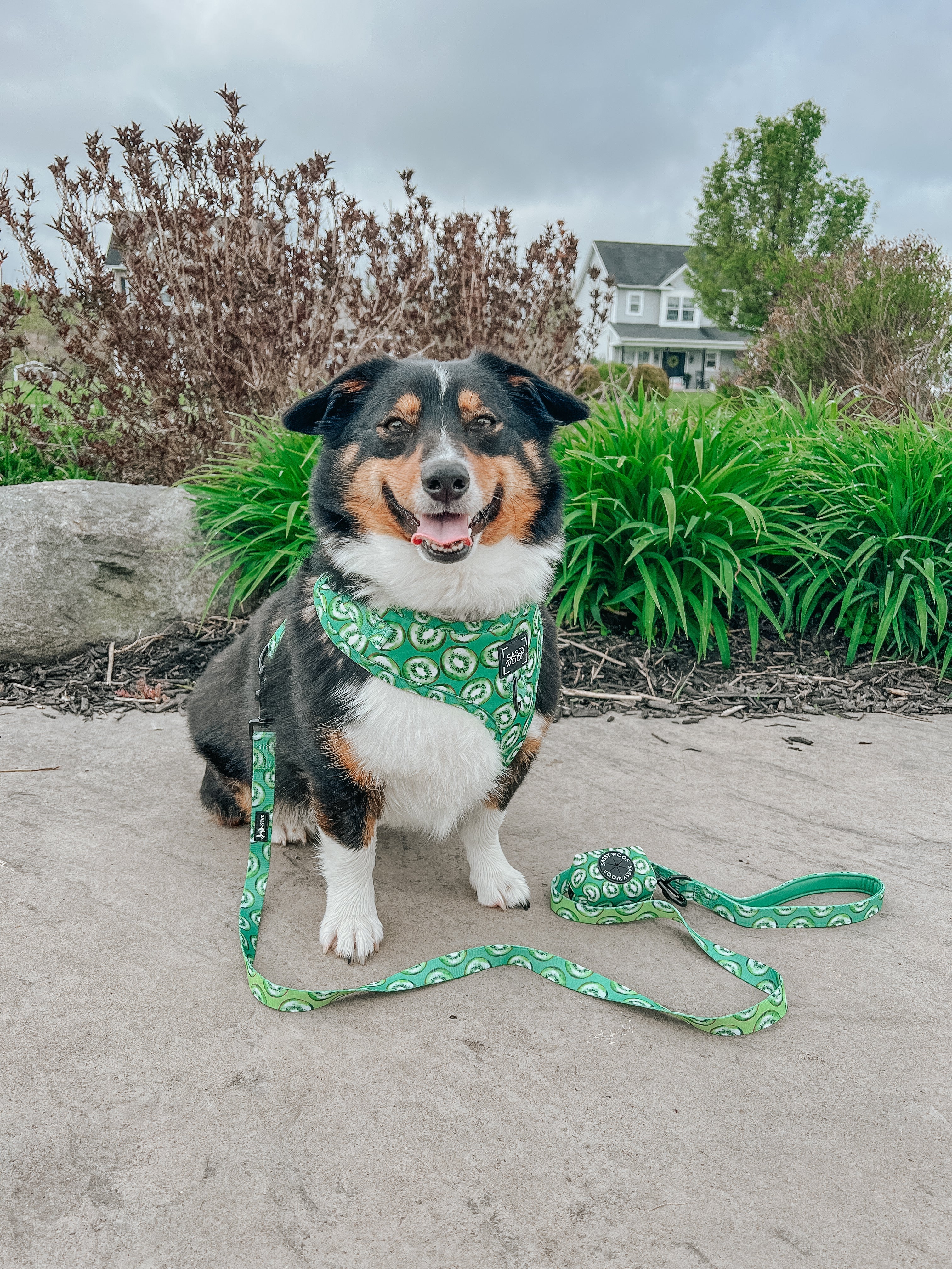 Dog Leash  - Kiwi Krazy
