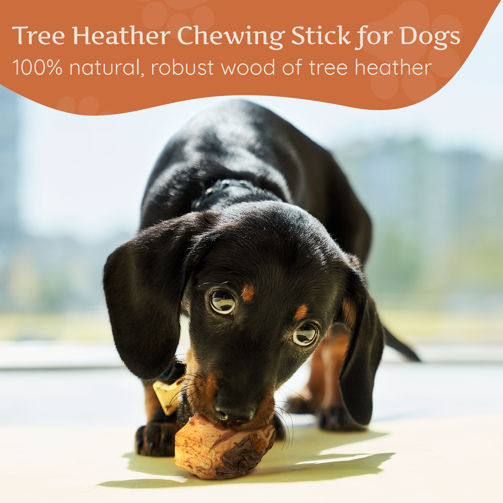 Chewing Root from Briar Wood