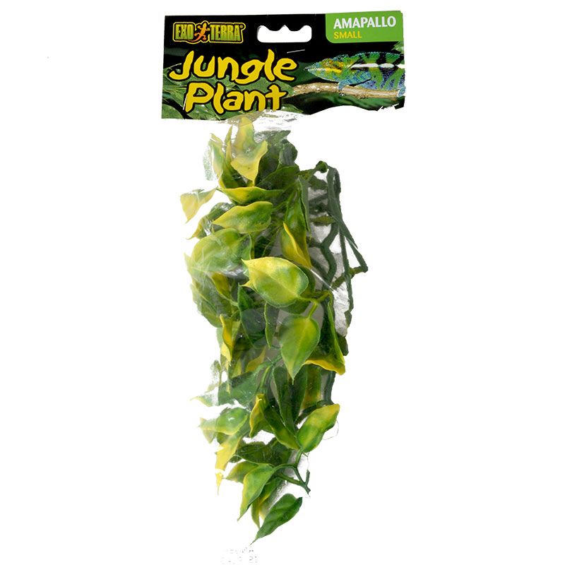 HC SM AMAPALLO FOREST SHRUB PLANT