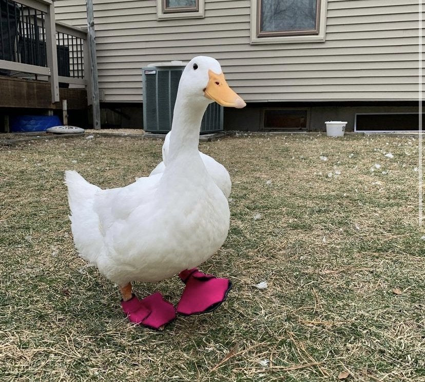 Birdy Bootie (chicken shoes, chicken booties, duck booties and goose shoes)