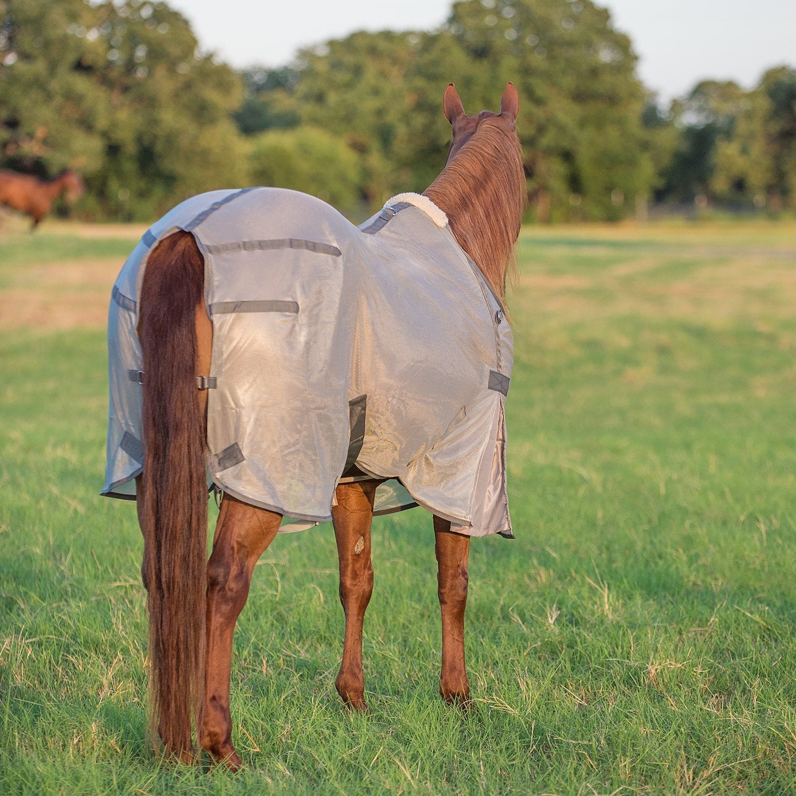 Cashel Economy Standard Neck Fly Sheet for Horses - Lightweight, UV & Insect Protection