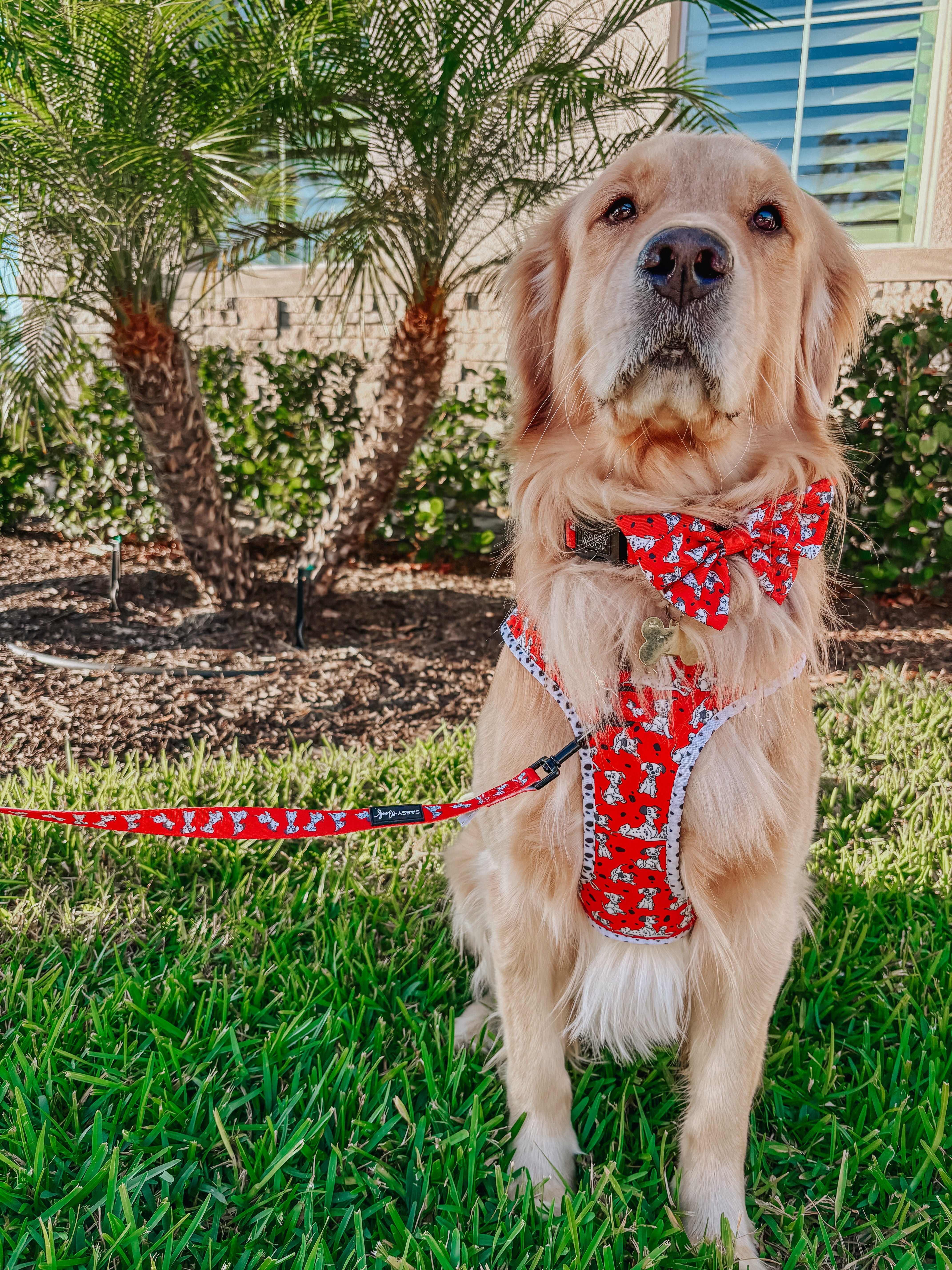 Dog Leash - Disney's 101 Dalmatians